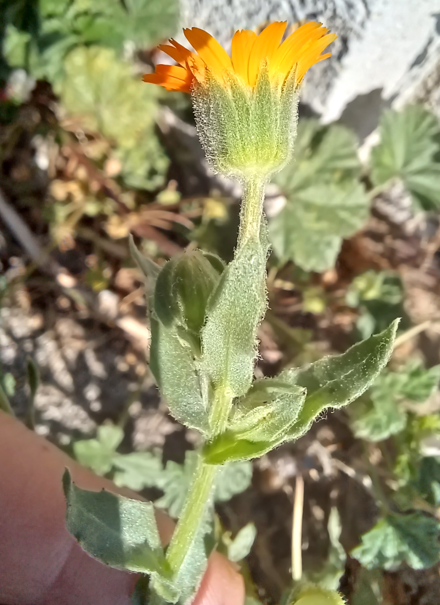 calendula cf. arvensis wildungsmauer 20230908_094521.jpg