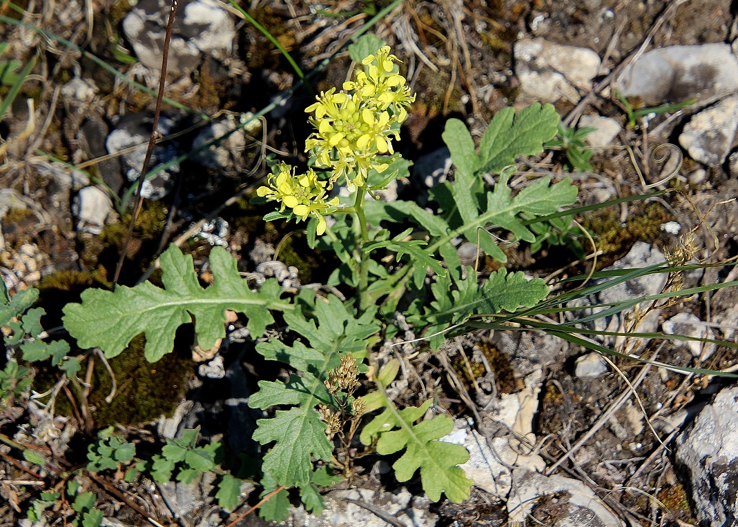 Spitzerberg - 05092023 - (251) - Sisymbrium austriacum.JPG