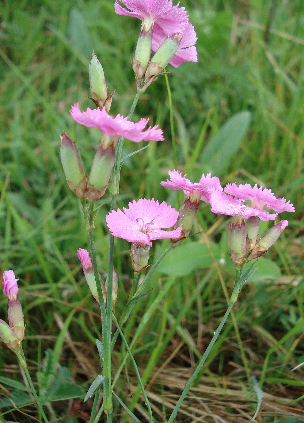 Dianthus.carthusianorum x sylvestris.K-Schütt.Weinitzen.JPG