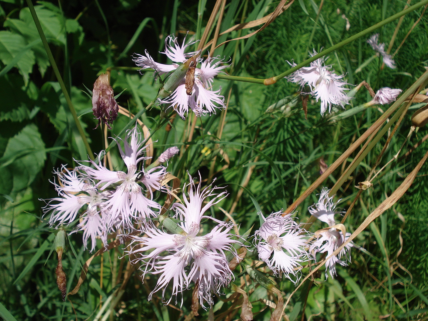 Dianthus.sternbergii x superbus.cf.Slo-Karawan.Medvoje .b.Trzic.12.7.18.JPG