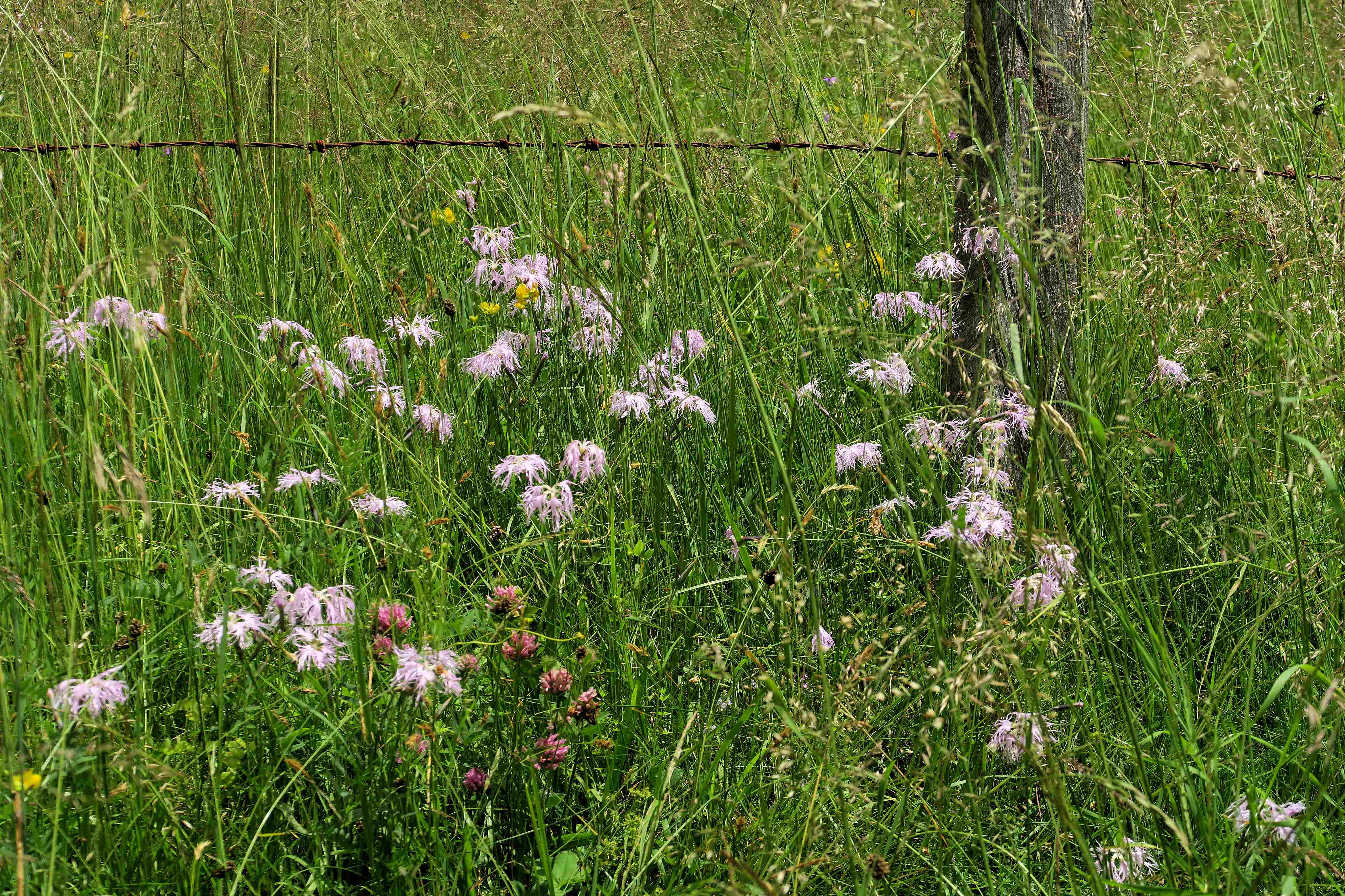 07.07 Turracher Höhe Dianthus superbus ssp. alpestris Alpen-Prachtnelke, St. Lorenzen Rd extensiver Weiden 07.07.2023 C5X2 (1).jpg