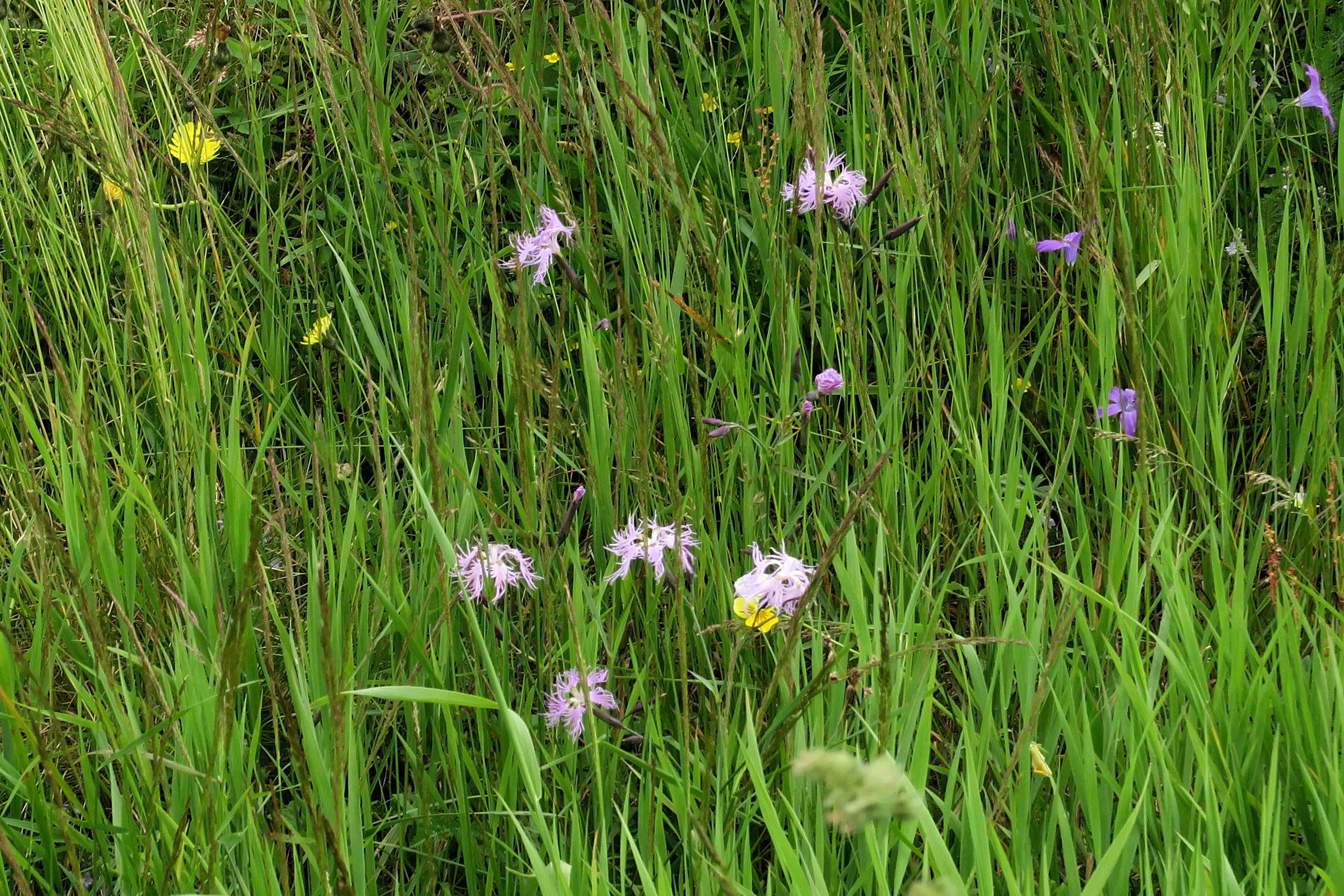 07.07 Turracher Höhe Dianthus superbus ssp. alpestris, Gebiet St. Lorenzen (Weideböschung) 07.07.2023 C5X2.jpg