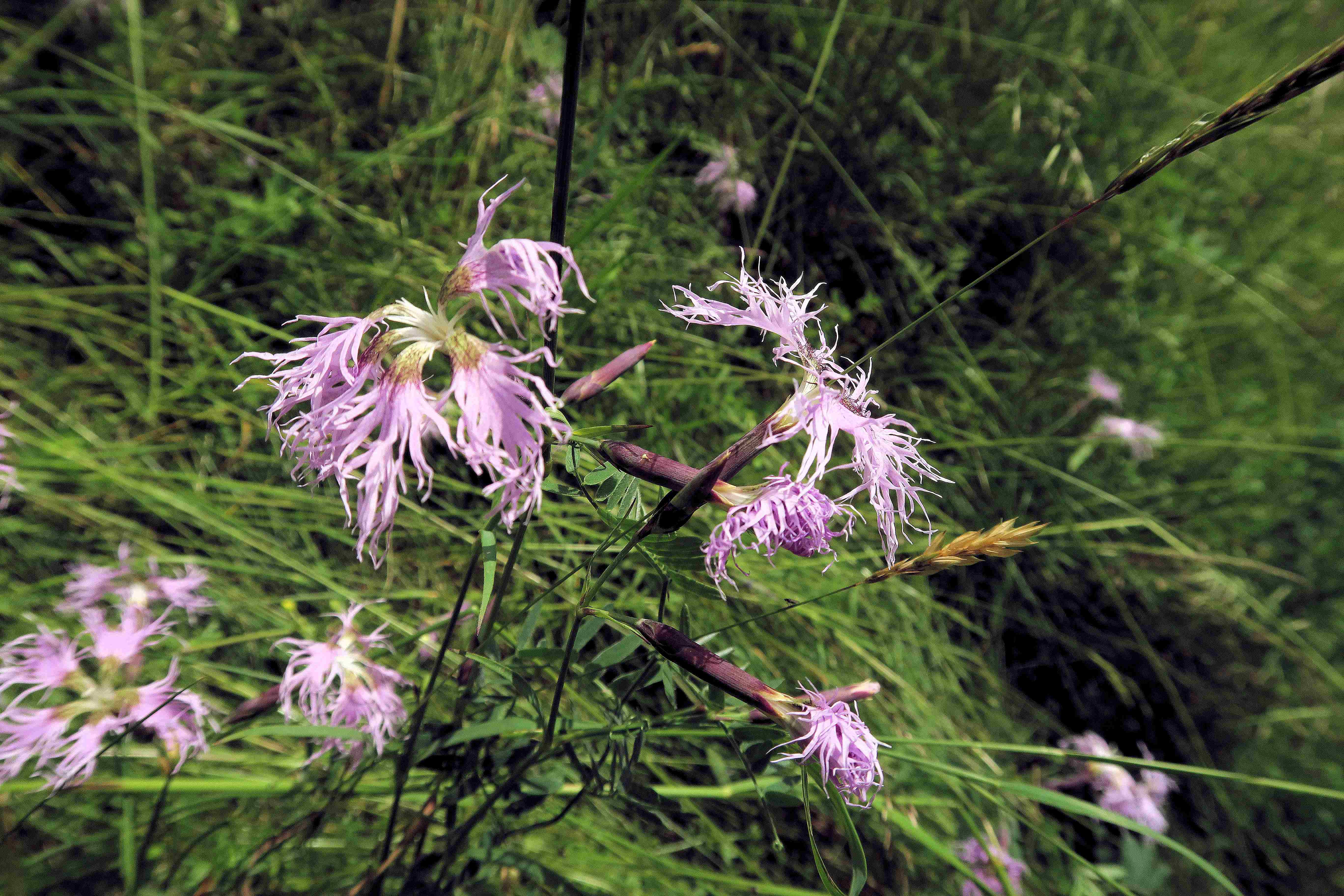 07.07 Turracher Höhe Dianthus superbus ssp. alpestris Alpen-Prachtnelke, St. Lorenzen Rd extensiver Weiden 07.07.2023 C5X2 (3).jpg