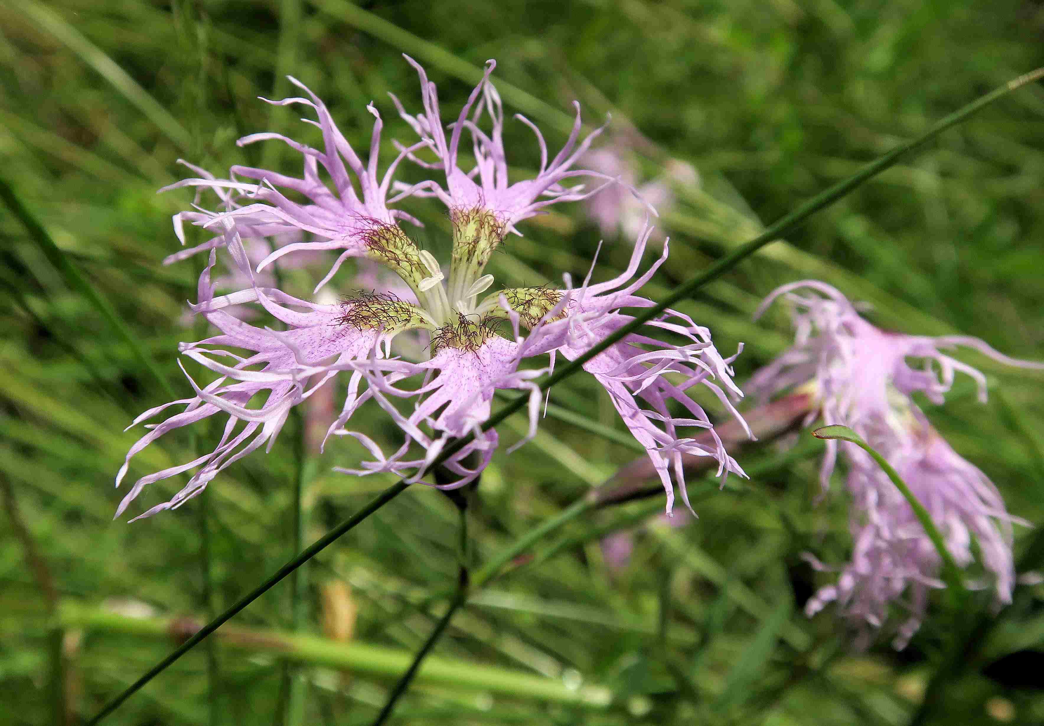 07.07 Turracher Höhe Dianthus superbus ssp. alpestris Alpen-Pracht-Nelke, Gebiet St. Lorenzen Weide-Böschng 07.07.2023 C5X2 (5).jpg