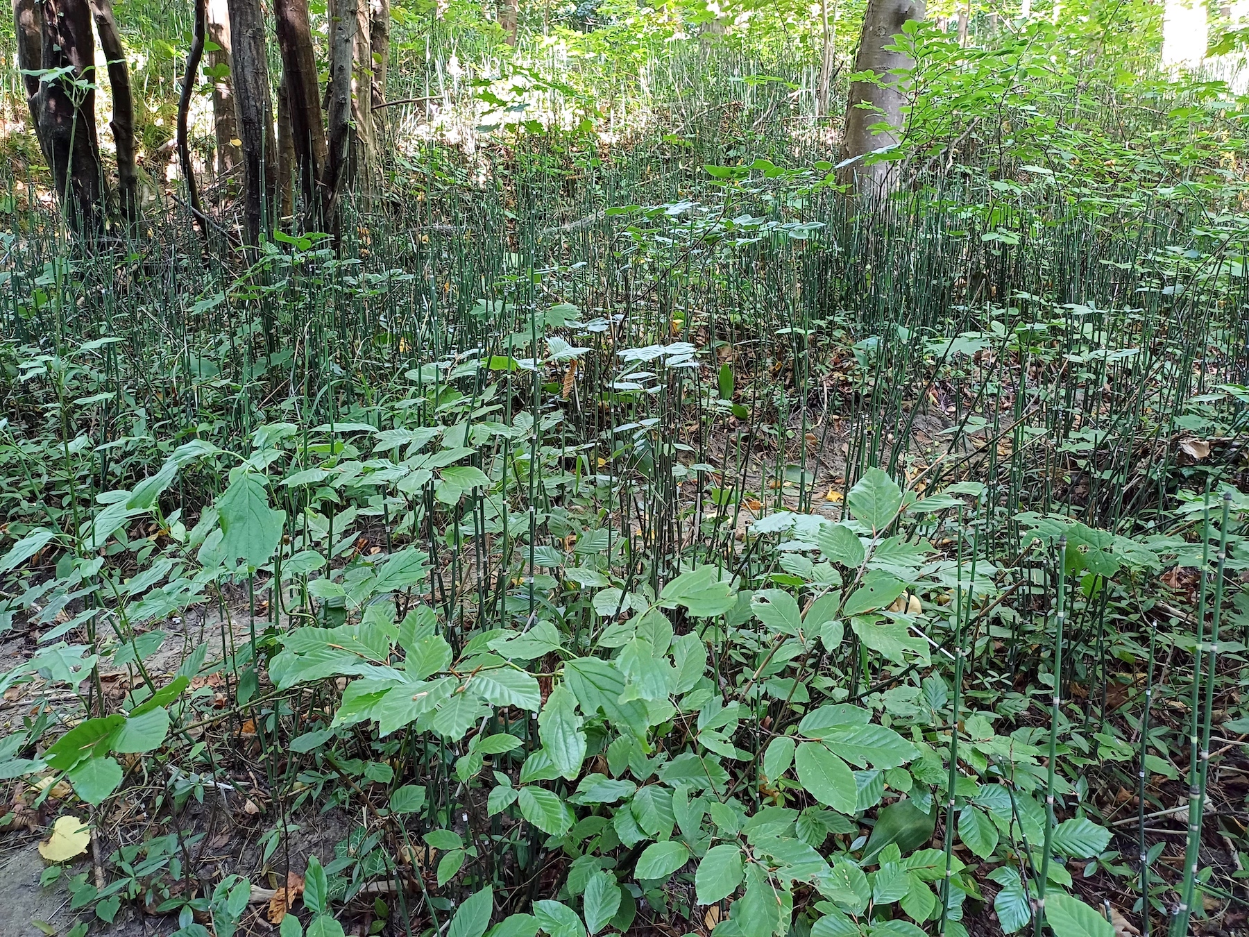 equisetum hyemale helenental W cholerakapelle 20230910_110759.jpg