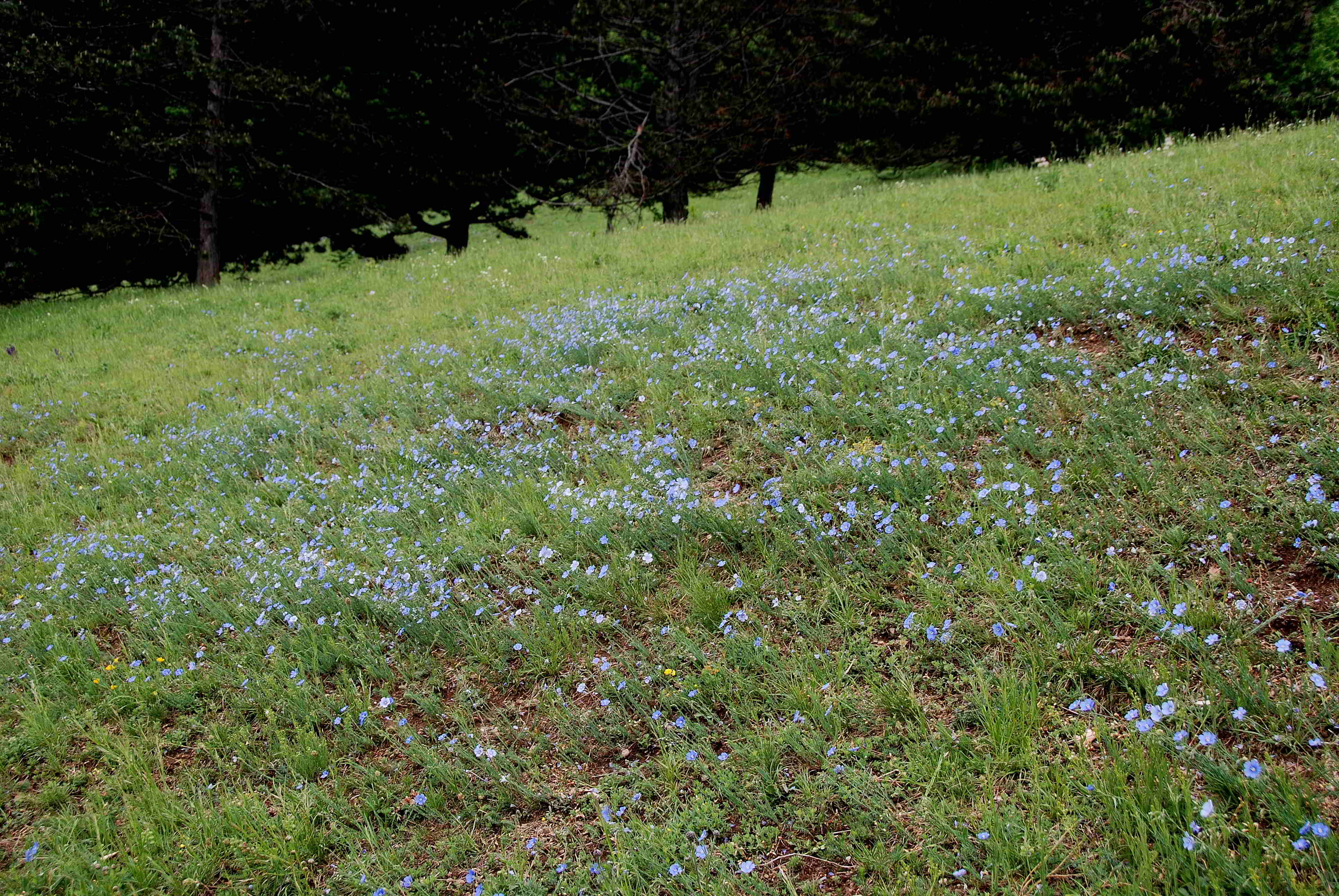 Giesshübler Heide - Linum austriacum05052018-(1).JPG