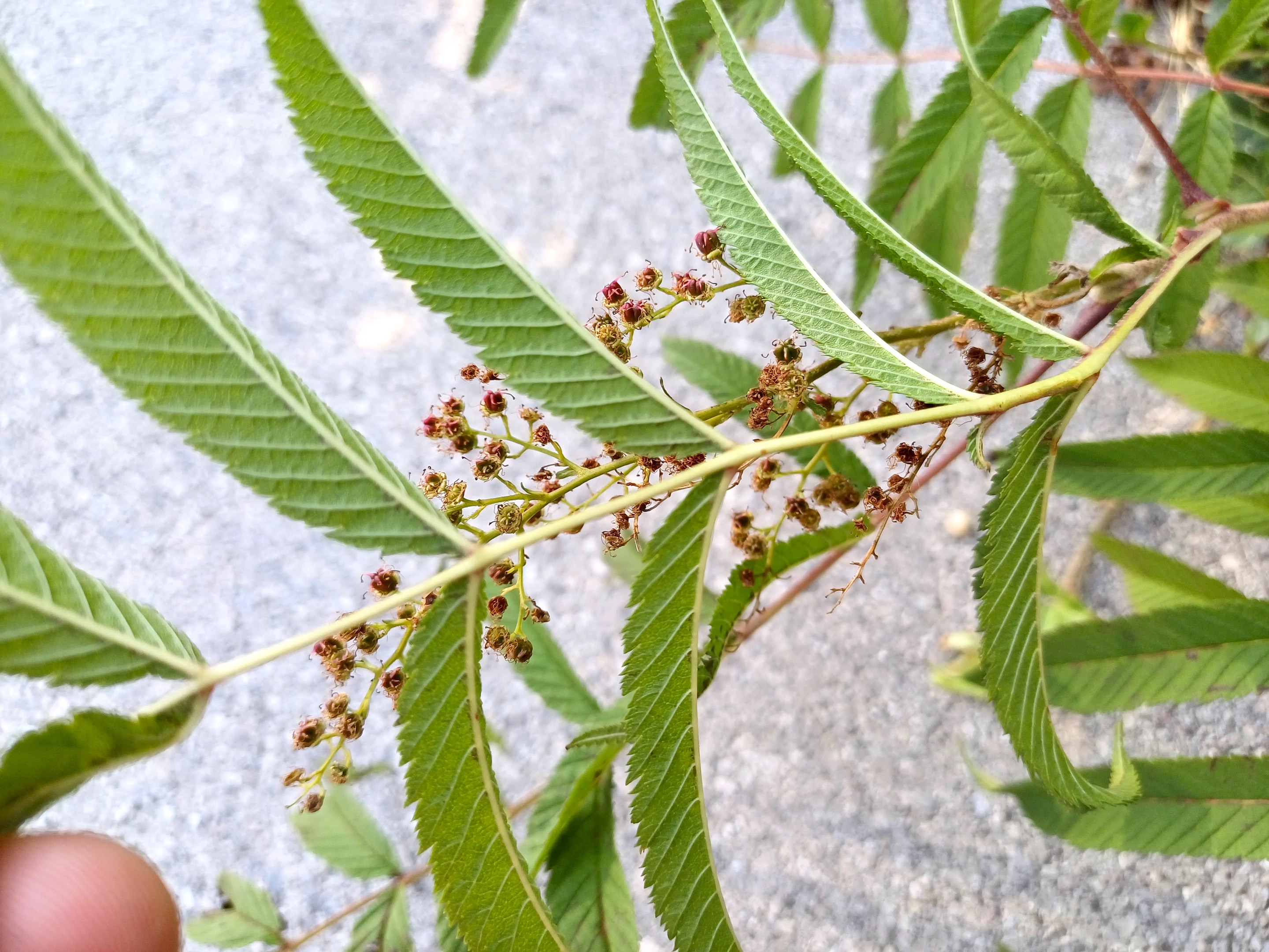 sorbaria cf. sorbifolia industriestraße wien 20230909_151222.jpg