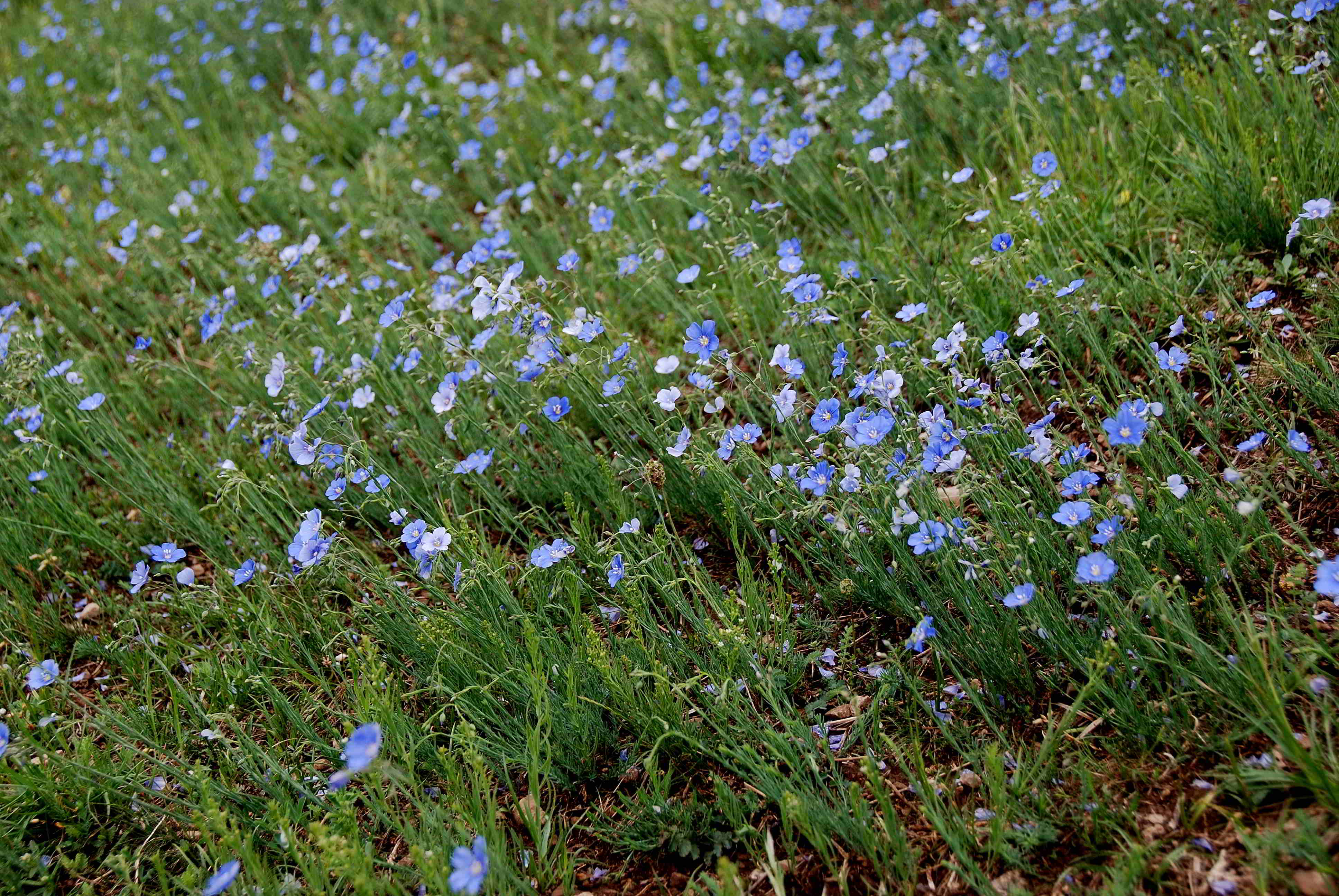 Giesshübler Heide - Linum austriacum05052018-(2).JPG