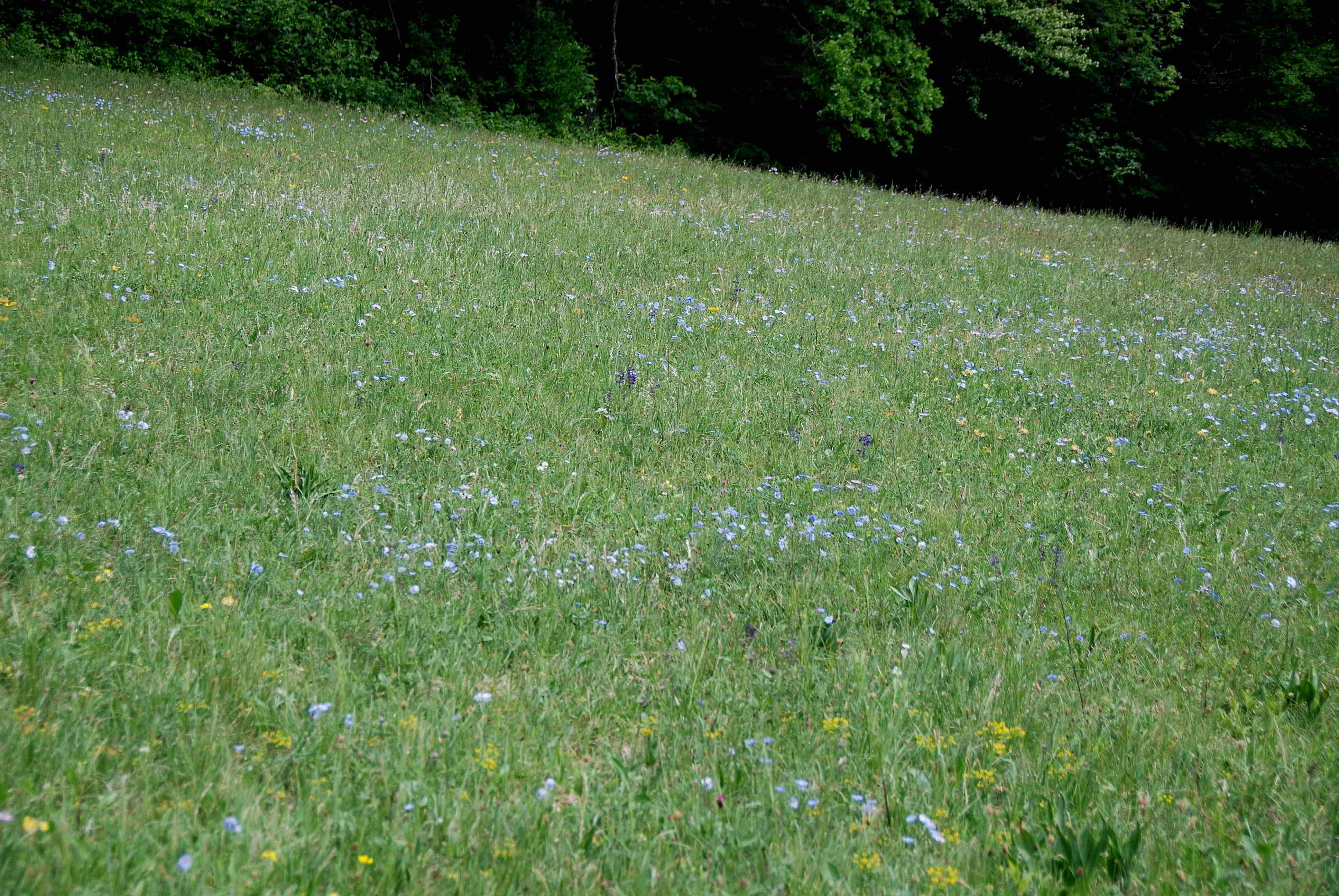 Seewiese- Linum austriacum - 05052018-(43).JPG