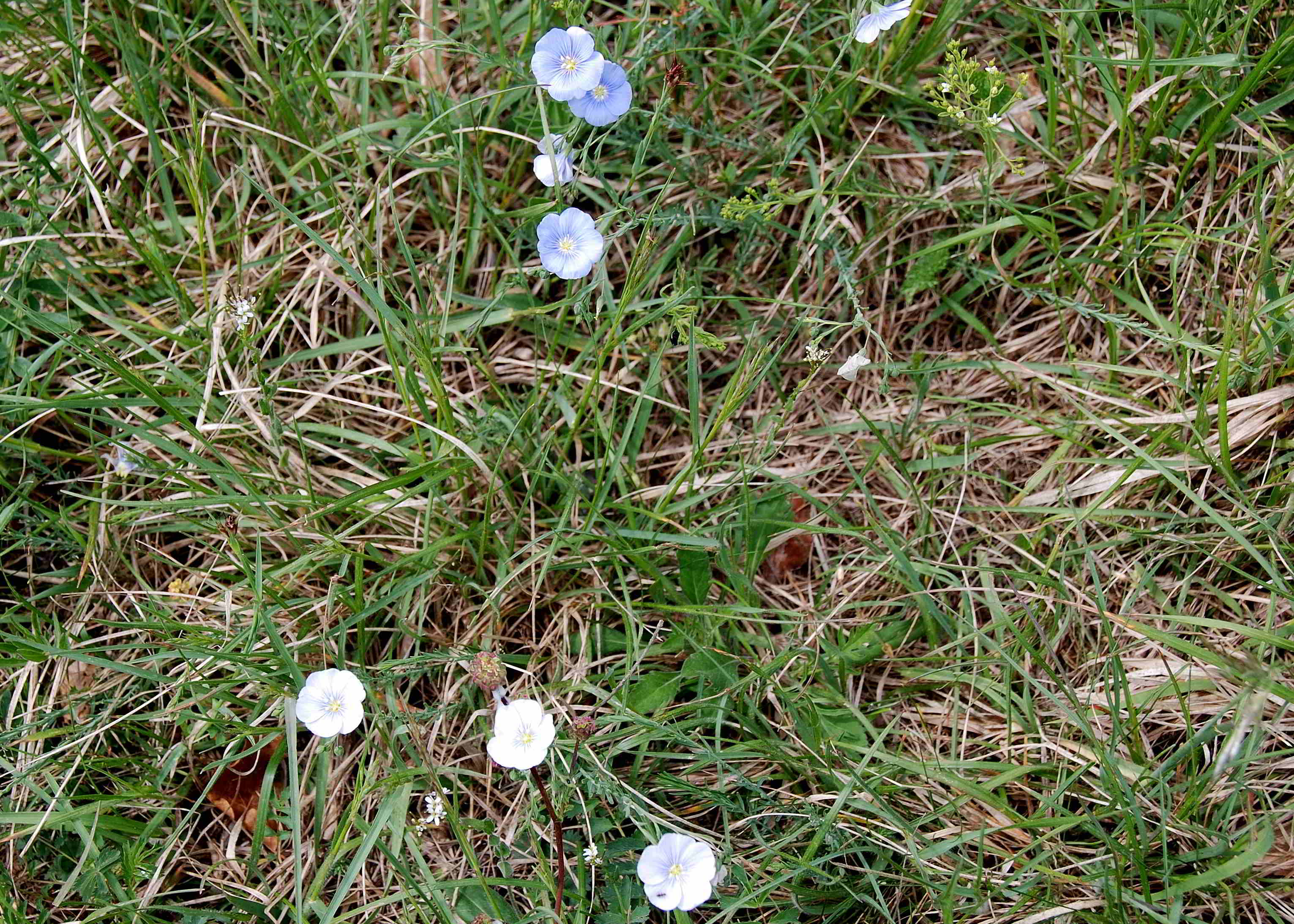 Seewiese- Linum austriacum - 05052018-(44).JPG