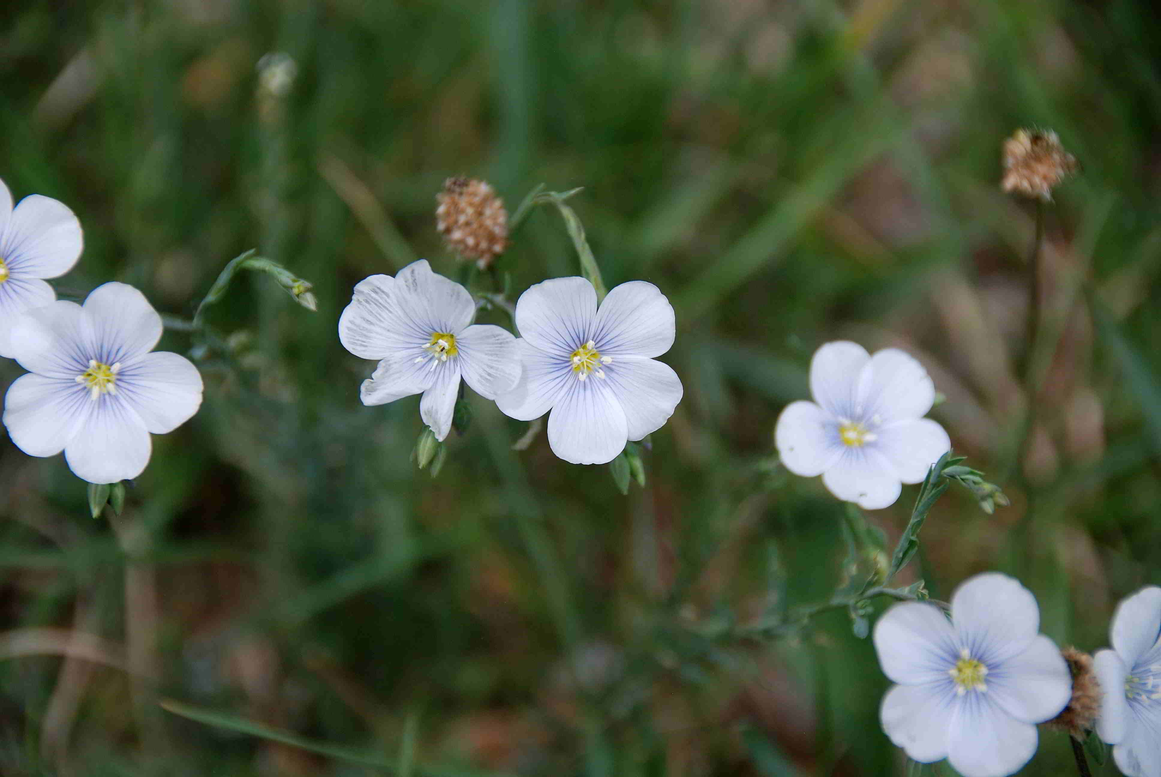 Seewiese- Linum austriacum - 05052018-(45).JPG