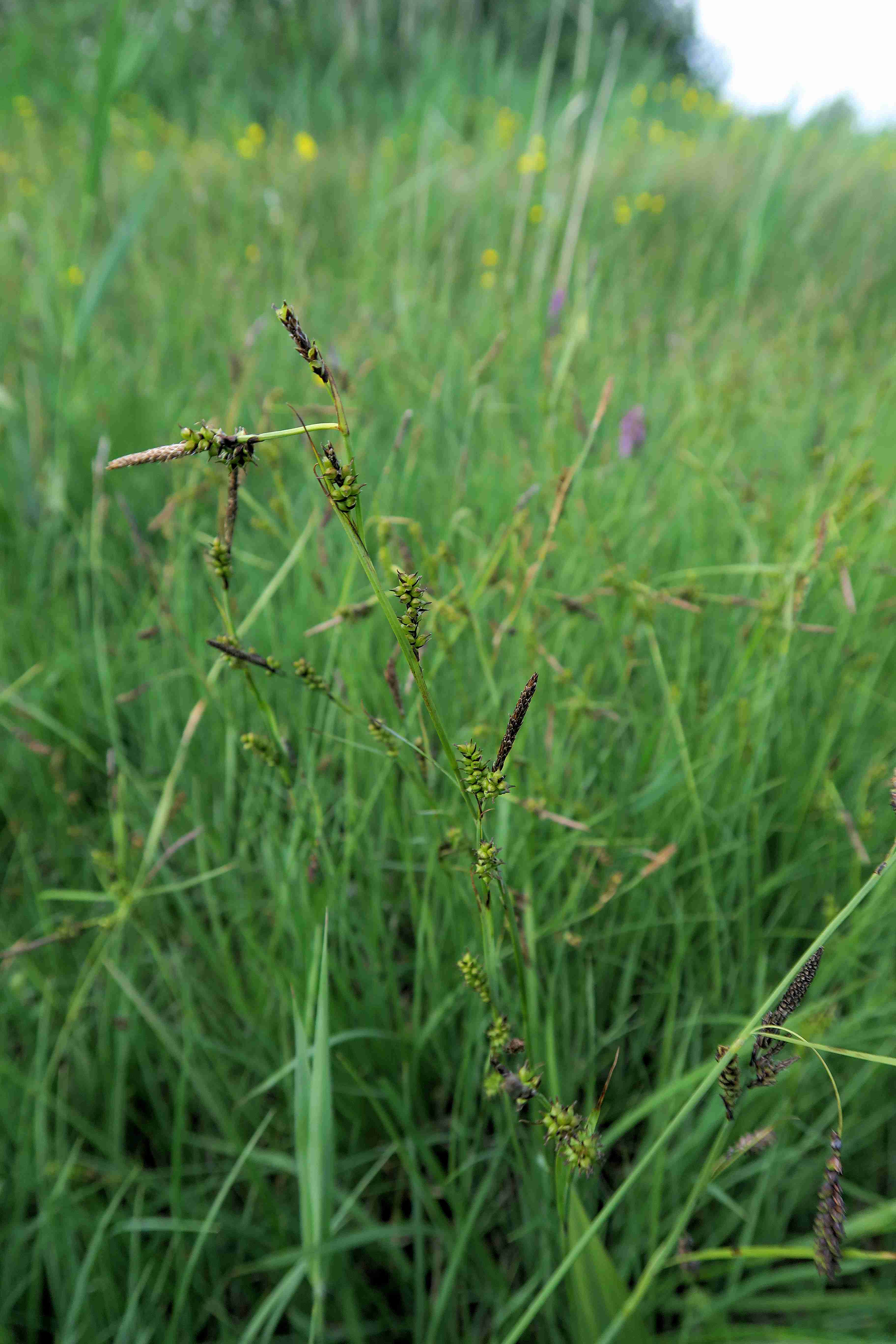 1 Carexsp. (wechselfeuchte Wiesen), Frauenwiesen Loretto 25 (1).jpg