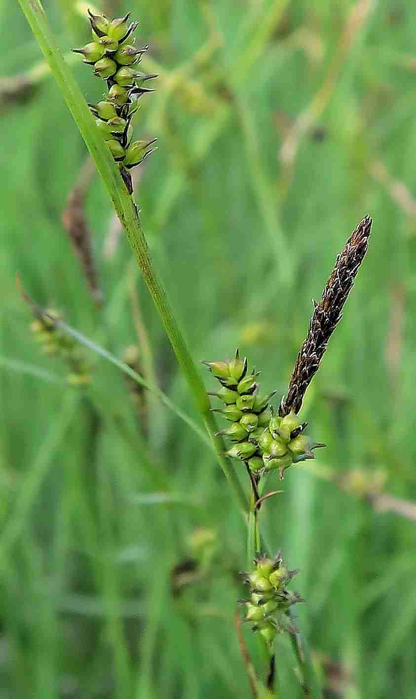 1 Carexsp. (wechselfeuchte Wiesen), Frauenwiesen Loretto 25 (2).jpg