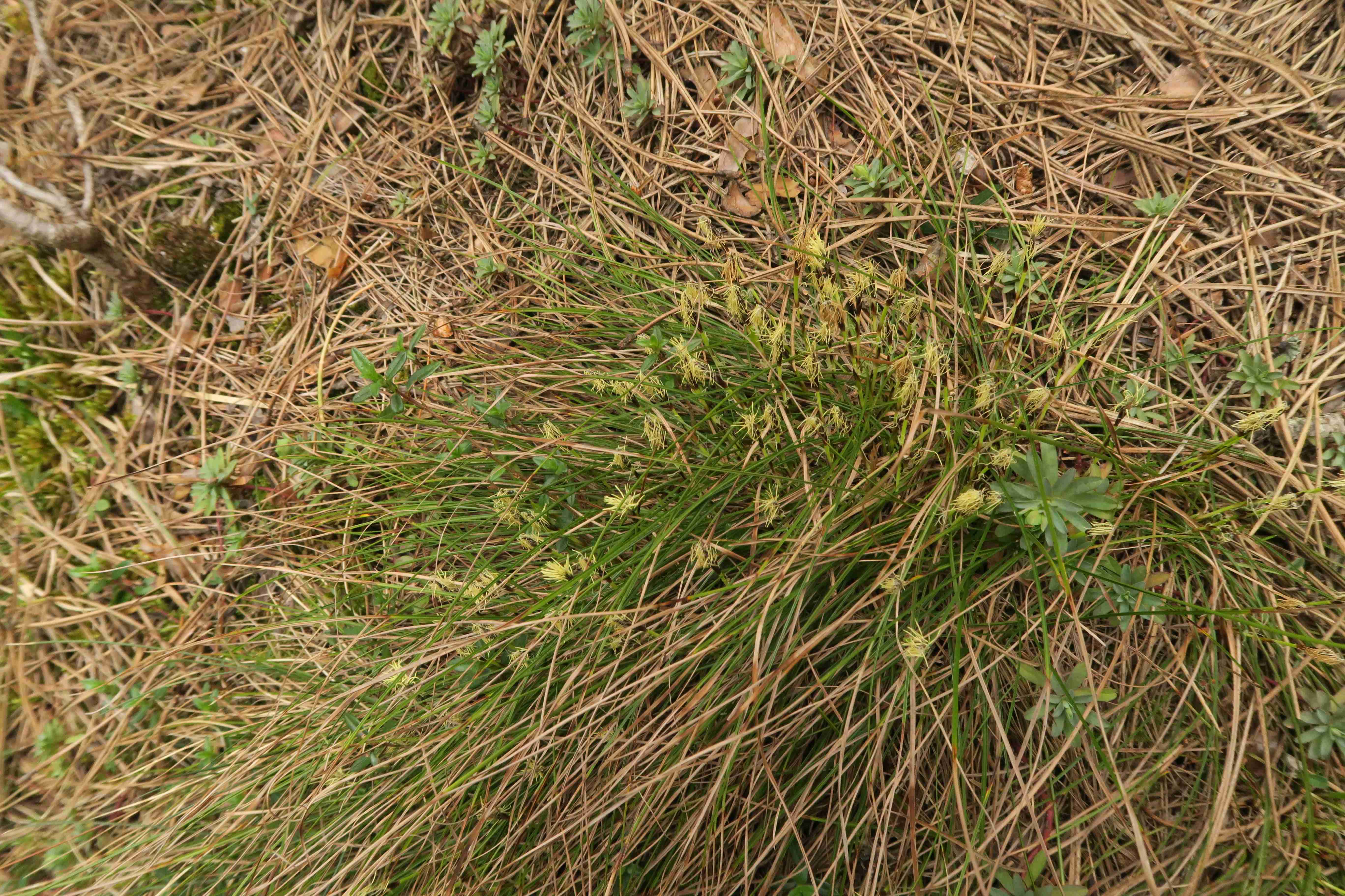 2 Carex sp., Pernitz Föhrenwald um Luckerten Stein 04.04.2019 C5X (1).jpg