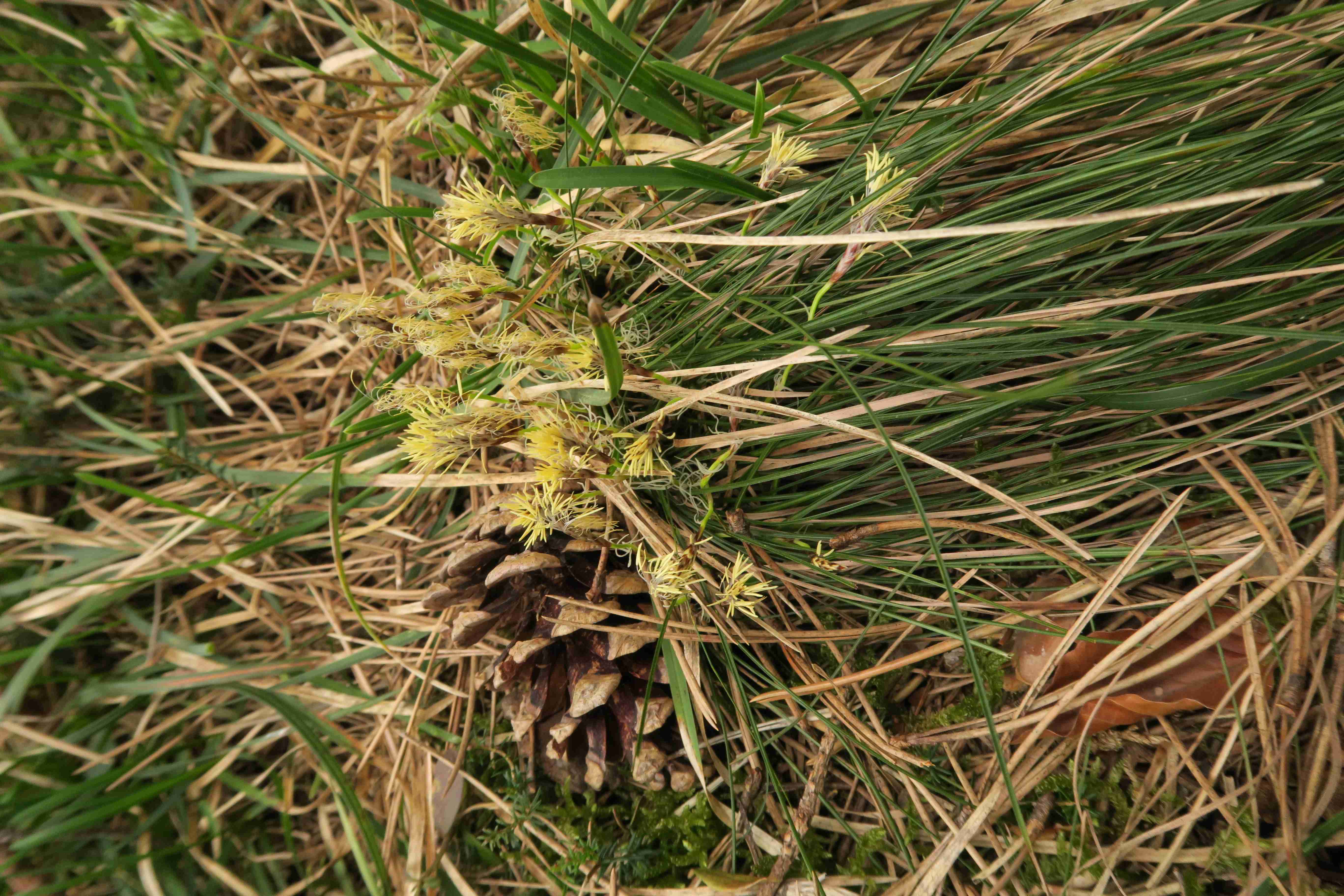 2 Carex sp., Pernitz Föhrenwald um Luckerten Stein 04.04.2019 C5X (2).jpg