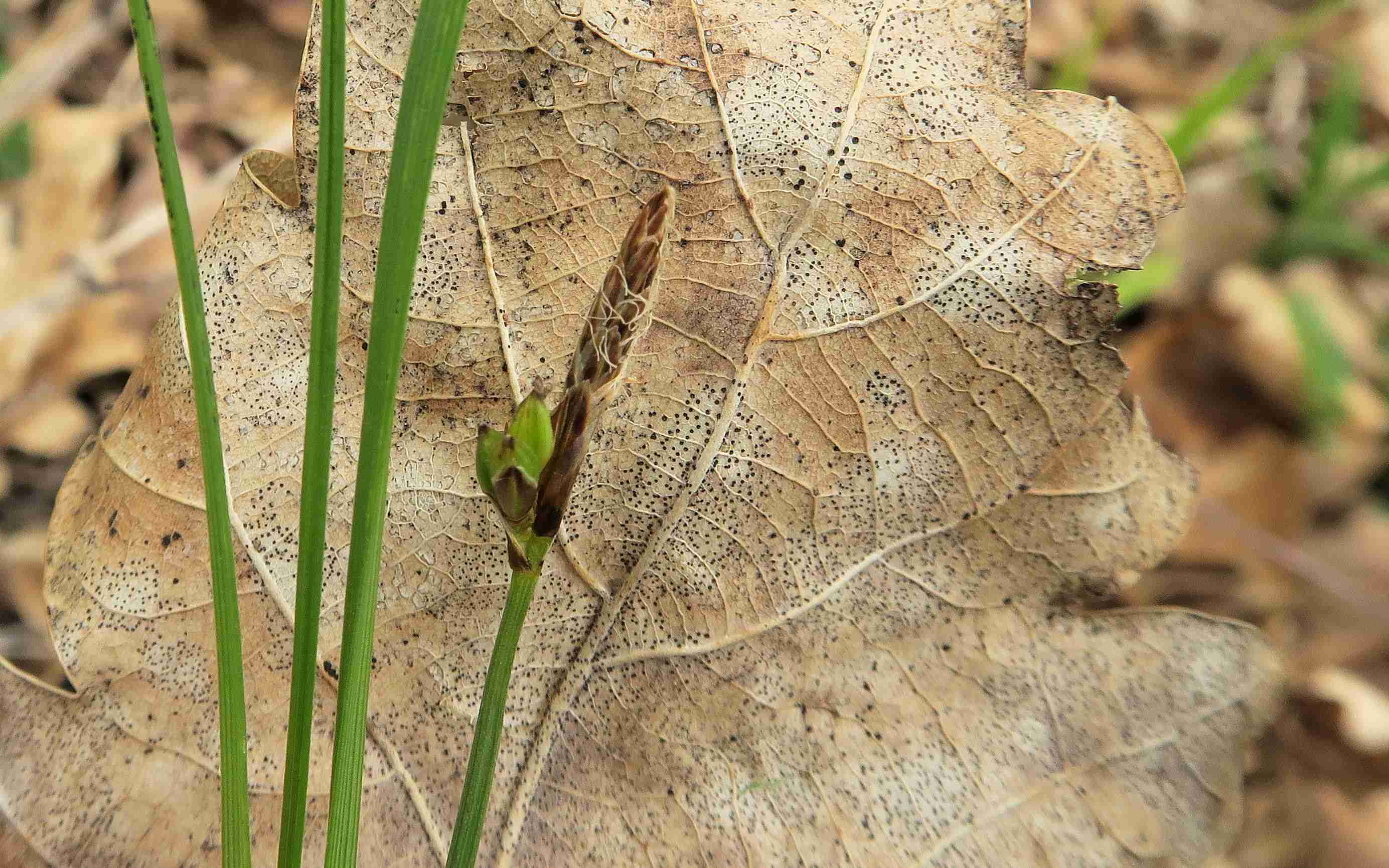 3 Carex sp., Thermenlinie Störstelle am Fuß Fluxberg 30.04.2023  (8).jpg