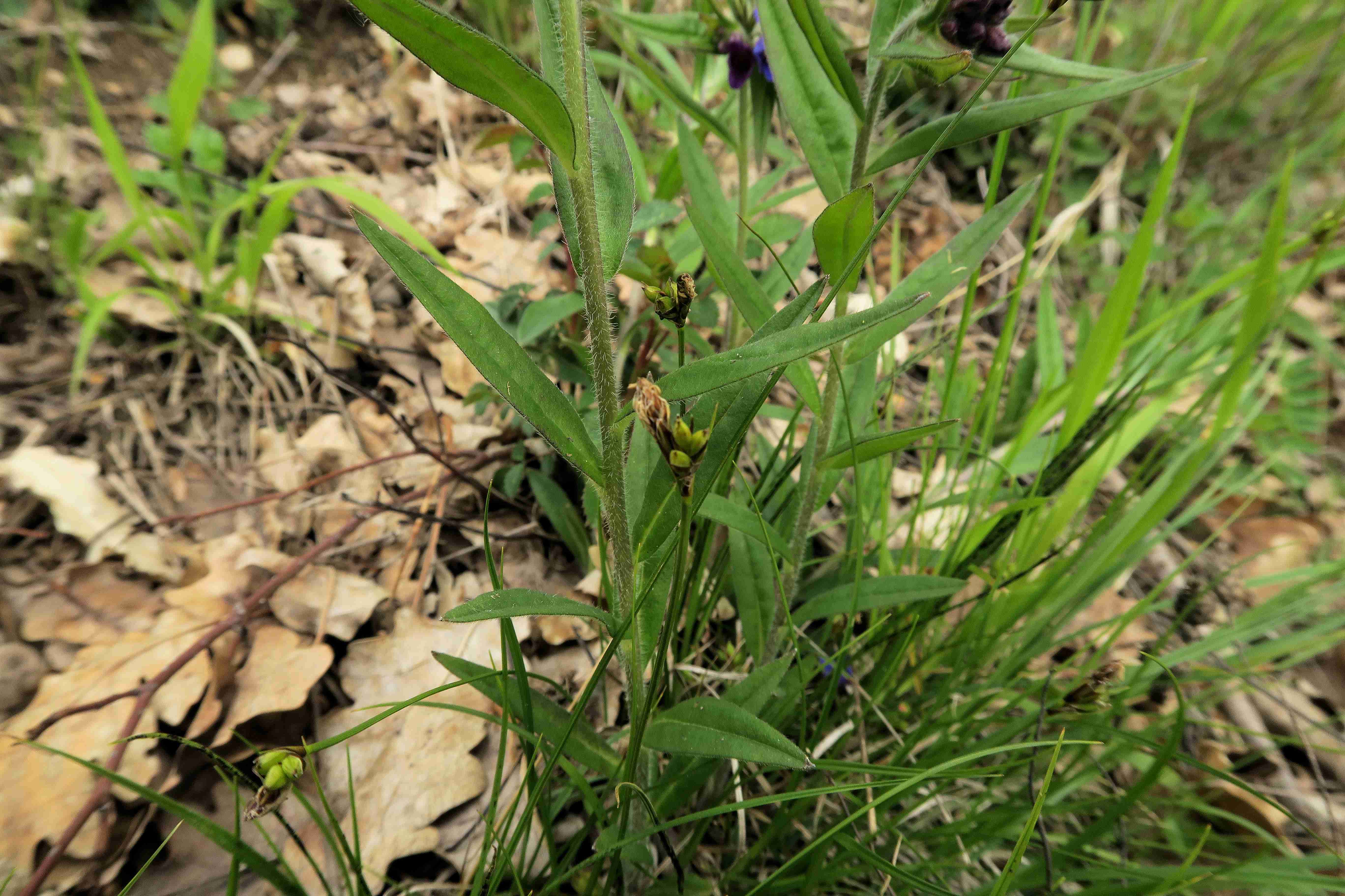 3 Carex sp., Thermenlinie Störstelle am Fuß Fluxberg 30.04.2023  (9).jpg