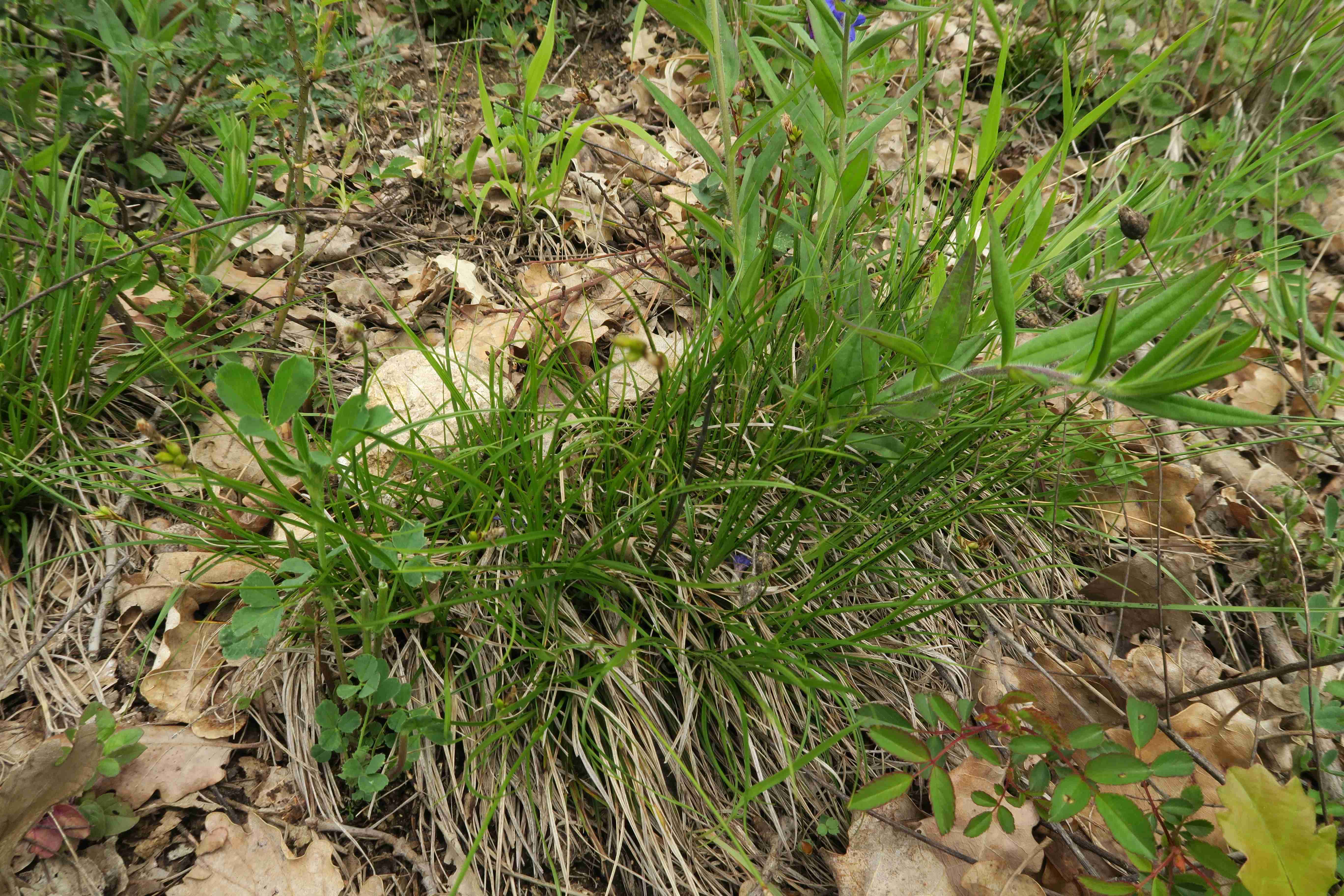3 Carex sp., Thermenlinie Störstelle am Fuß Fluxberg 30.04.2023  (7).jpg
