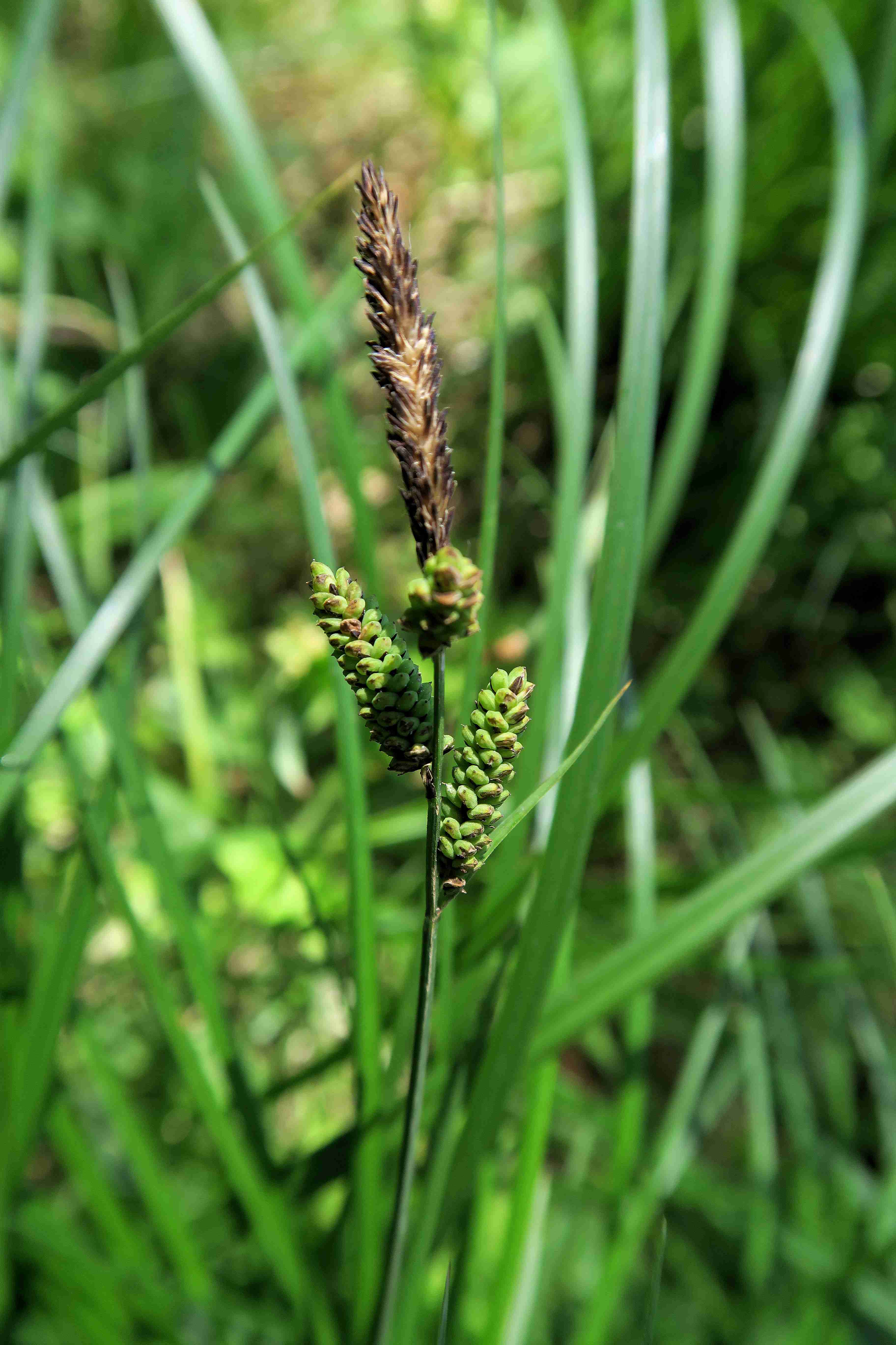 4 Carex sp., Feuchtwiese Sonndorf (Schleinitzbach) bei Maissau 28.05.2017  ( (13).jpg
