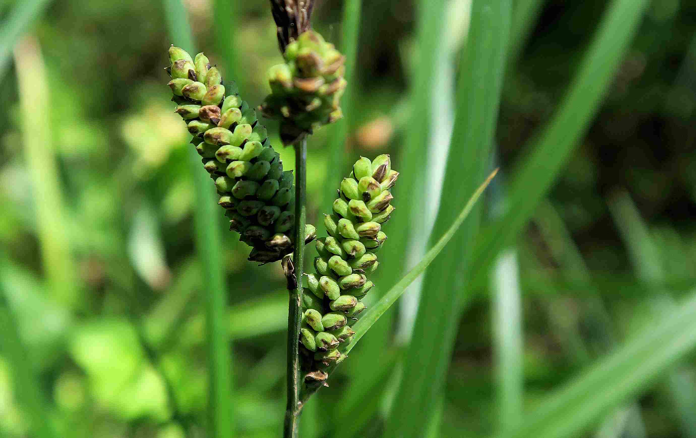 4 Carex sp., Feuchtwiese Sonndorf (Schleinitzbach) bei Maissau 28.05.2017  ( (14).jpg