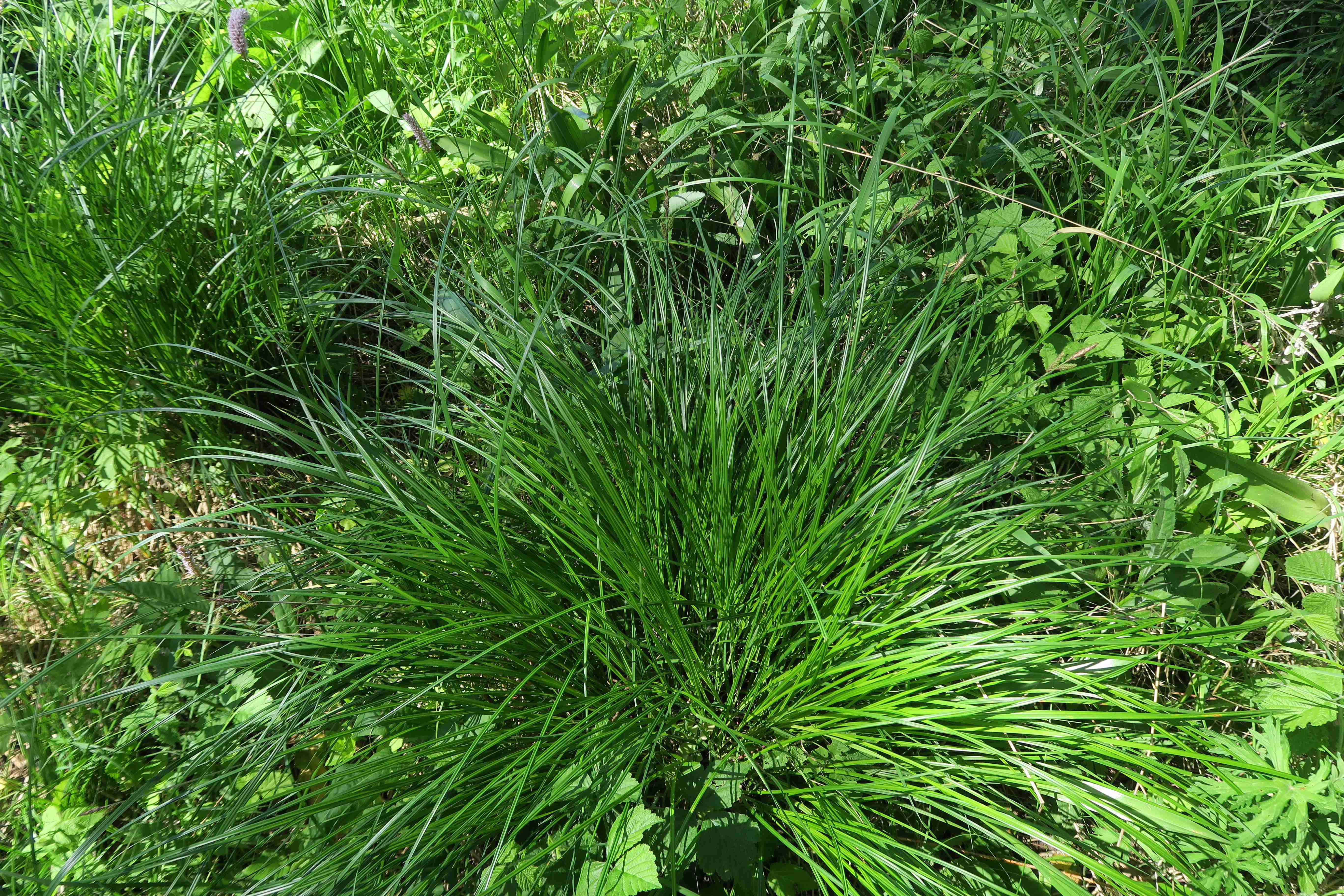 4 Carex sp., Feuchtwiese Sonndorf (Schleinitzbach) bei Maissau 28.05.2017  ( (12).jpg