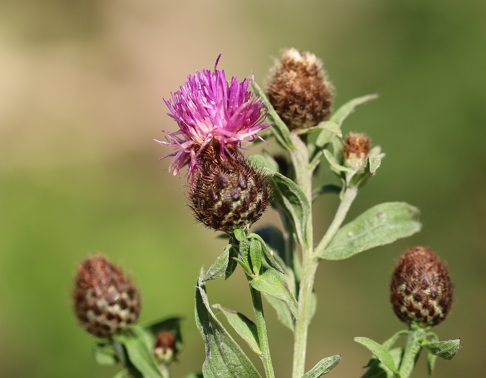 Centaurea nemoralis Golfresort Haugschlag_20230908_06.jpg