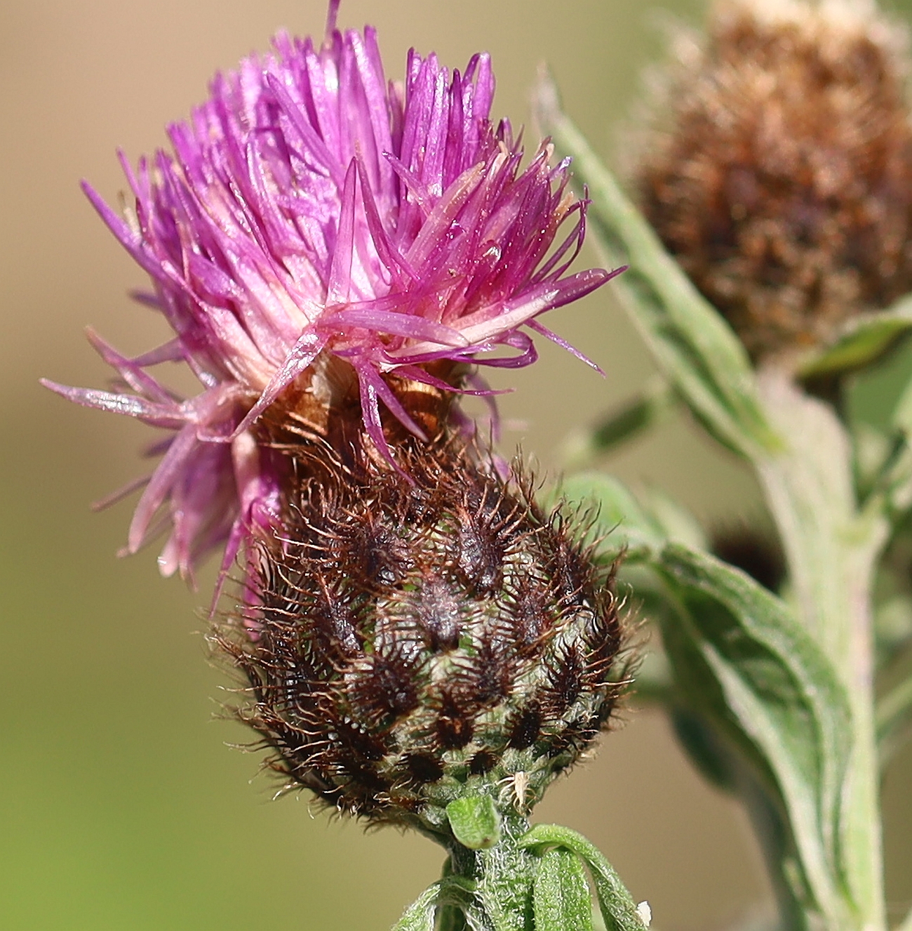 Centaurea nemoralis Golfresort Haugschlag_20230908_07.jpg