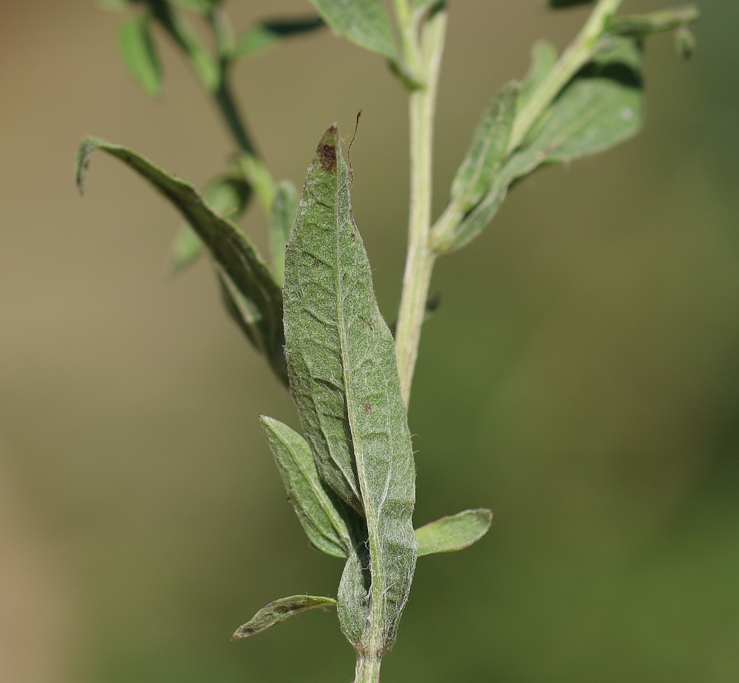 Centaurea nemoralis Golfresort Haugschlag_20230908_09.jpg