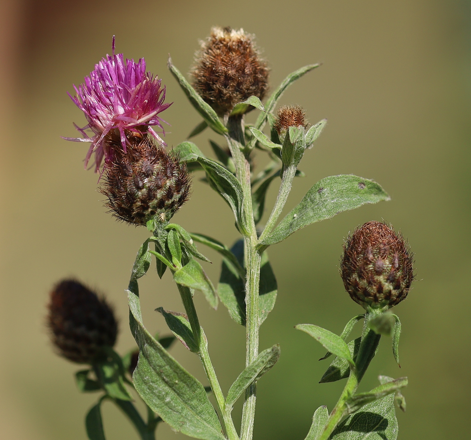 Centaurea nemoralis Golfresort Haugschlag_20230908_10.jpg