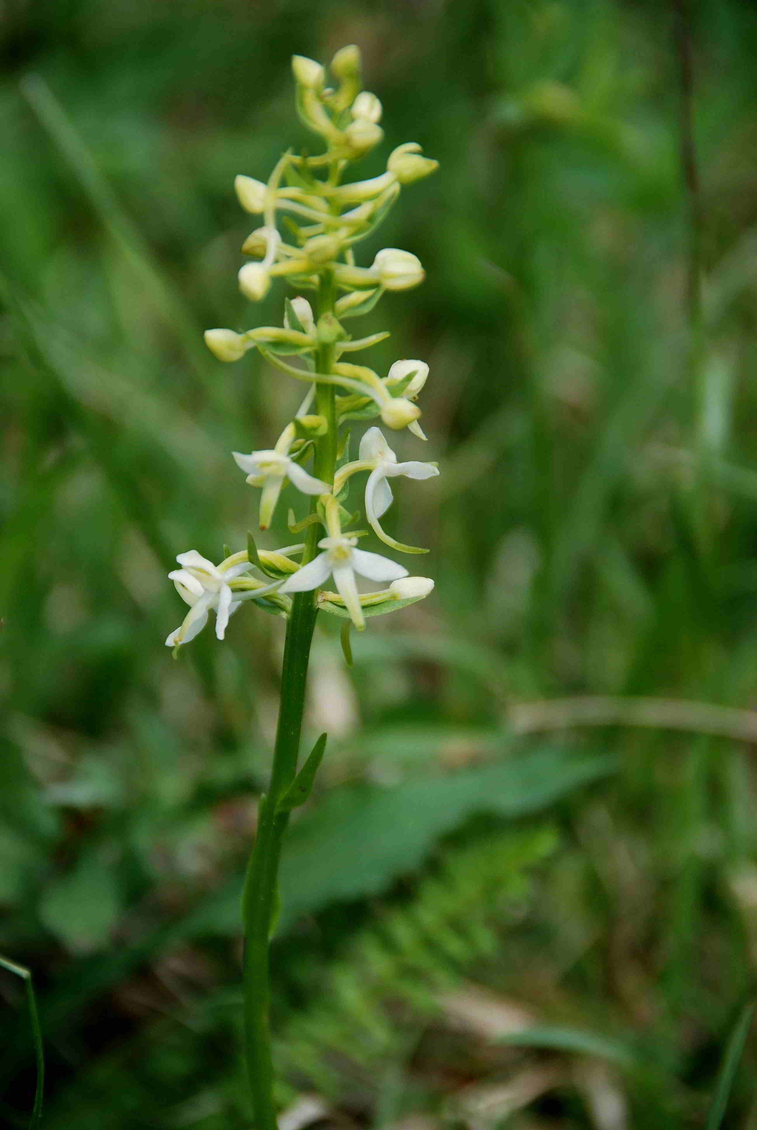 Kaltenleutgeben - 05052018-(4).JPG