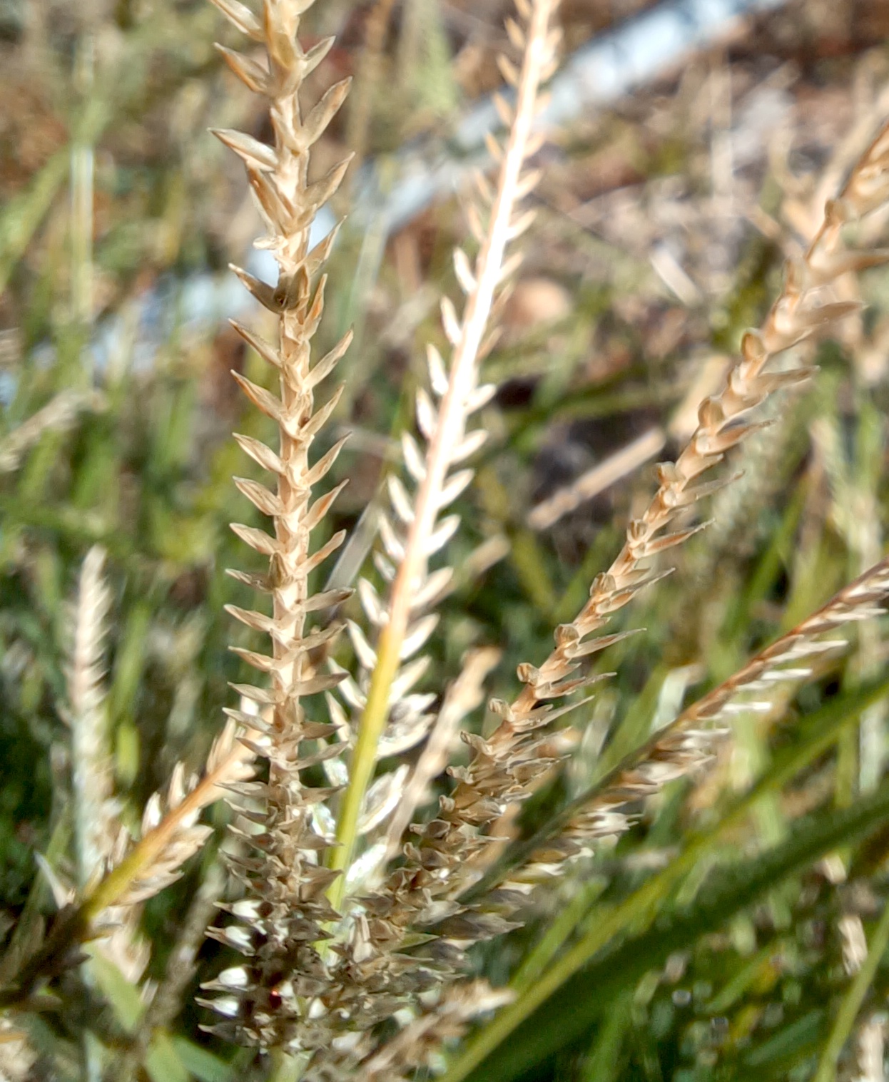 cf. eleusine indica seeschlachtweg simmering 20230916_100648.jpg