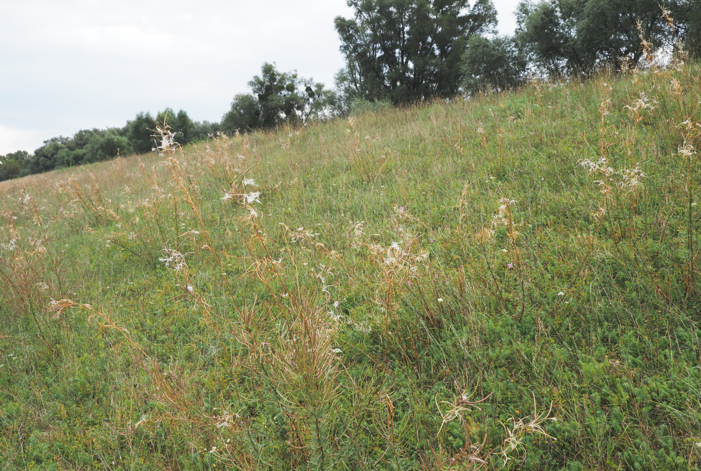 19_20230922=0202_A9220156_Epilobium_dodonaei.jpg