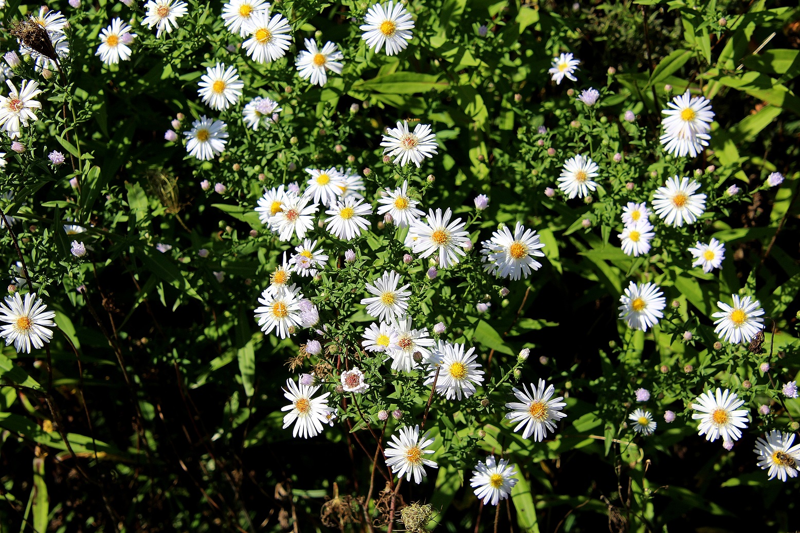 Ranzenbach - 16092023 - (21) - Symphyotrichum lanceolatum - Lanzett-Herbstaster.JPG