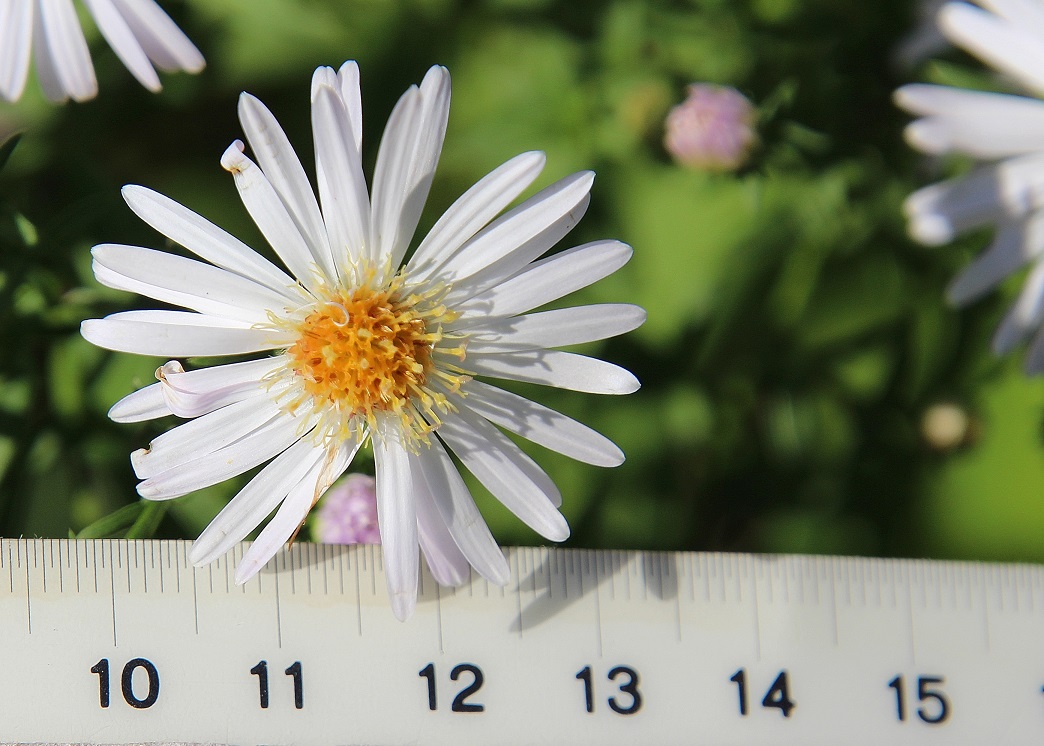 Ranzenbach - 16092023 - (22) - Symphyotrichum lanceolatum - Lanzett-Herbstaster.JPG