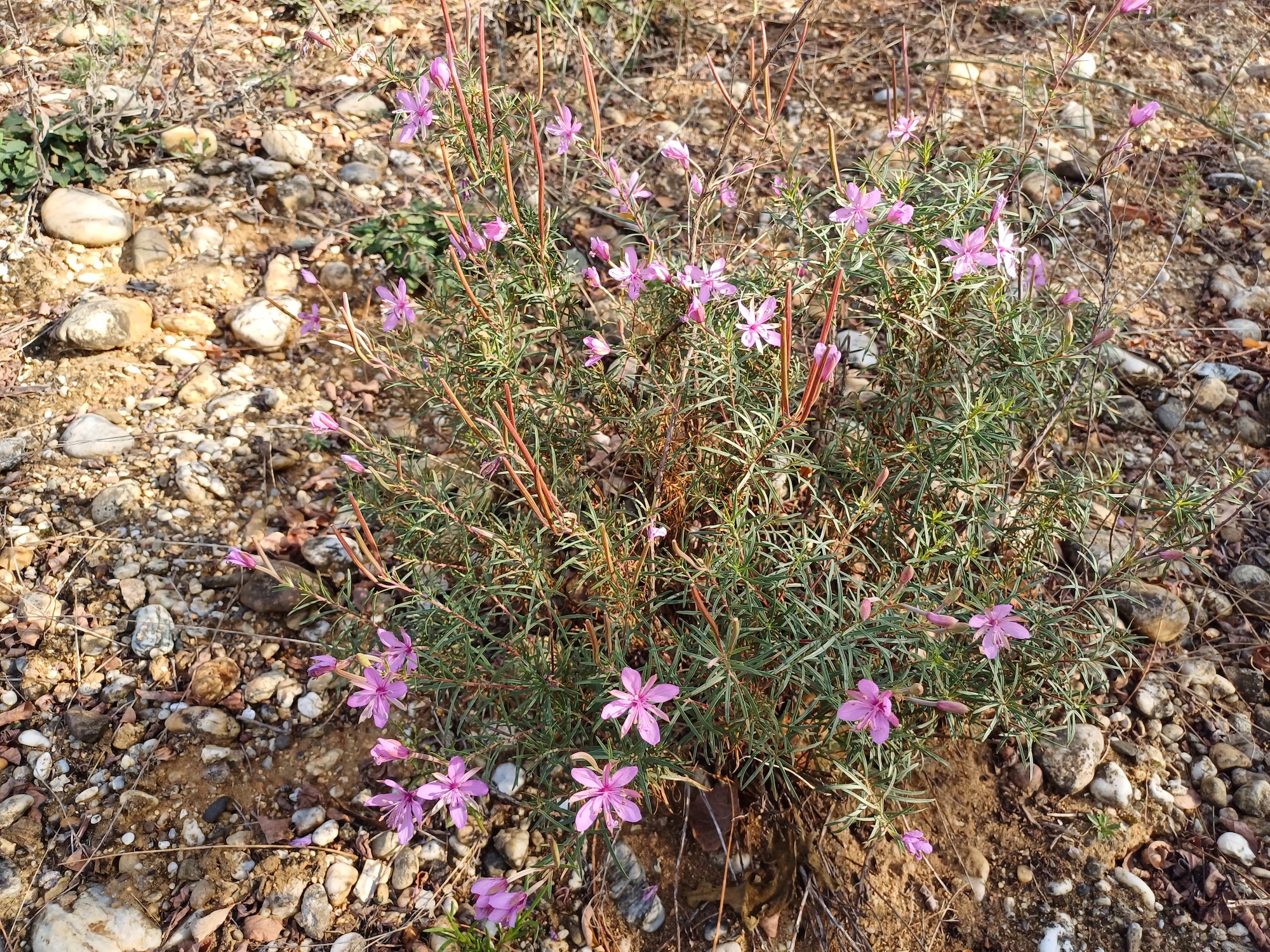 epilobium dodonaei W lassee bhf 20230927_092346.jpg