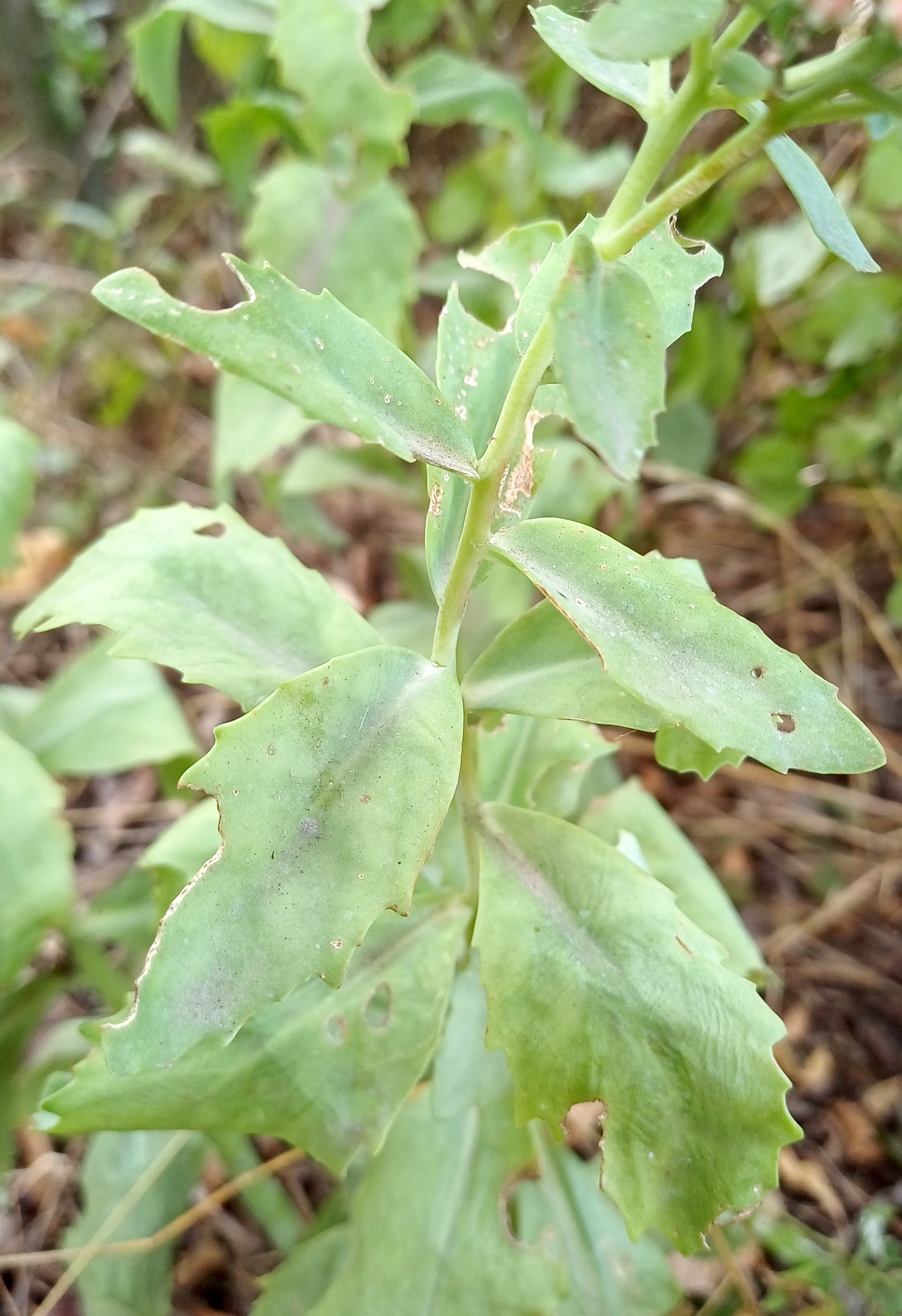 hylotelephium sp. möllersdorf traiskirchen 20231001_093331.jpg