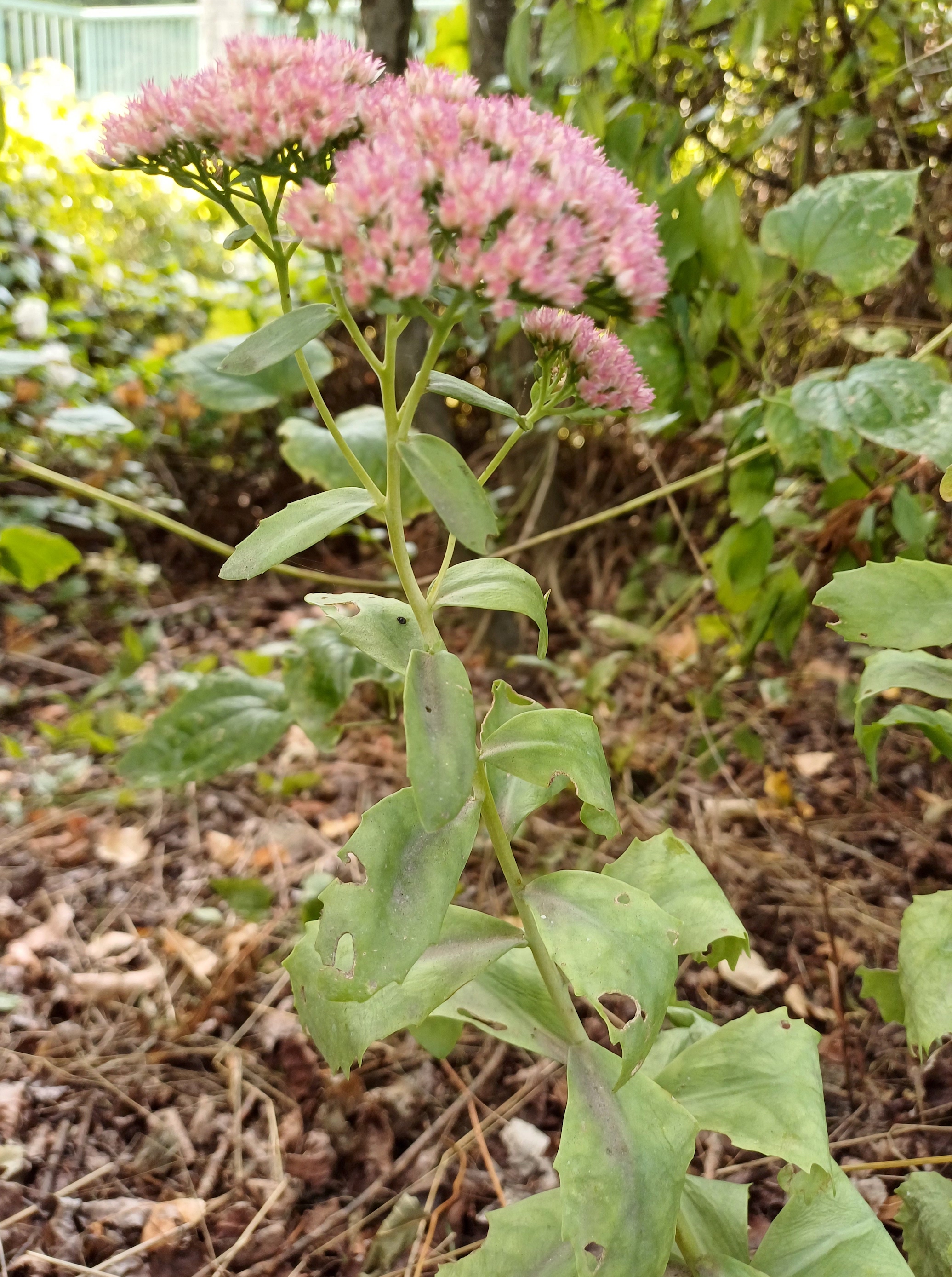 hylotelephium sp. möllersdorf traiskirchen 20231001_093322.jpg