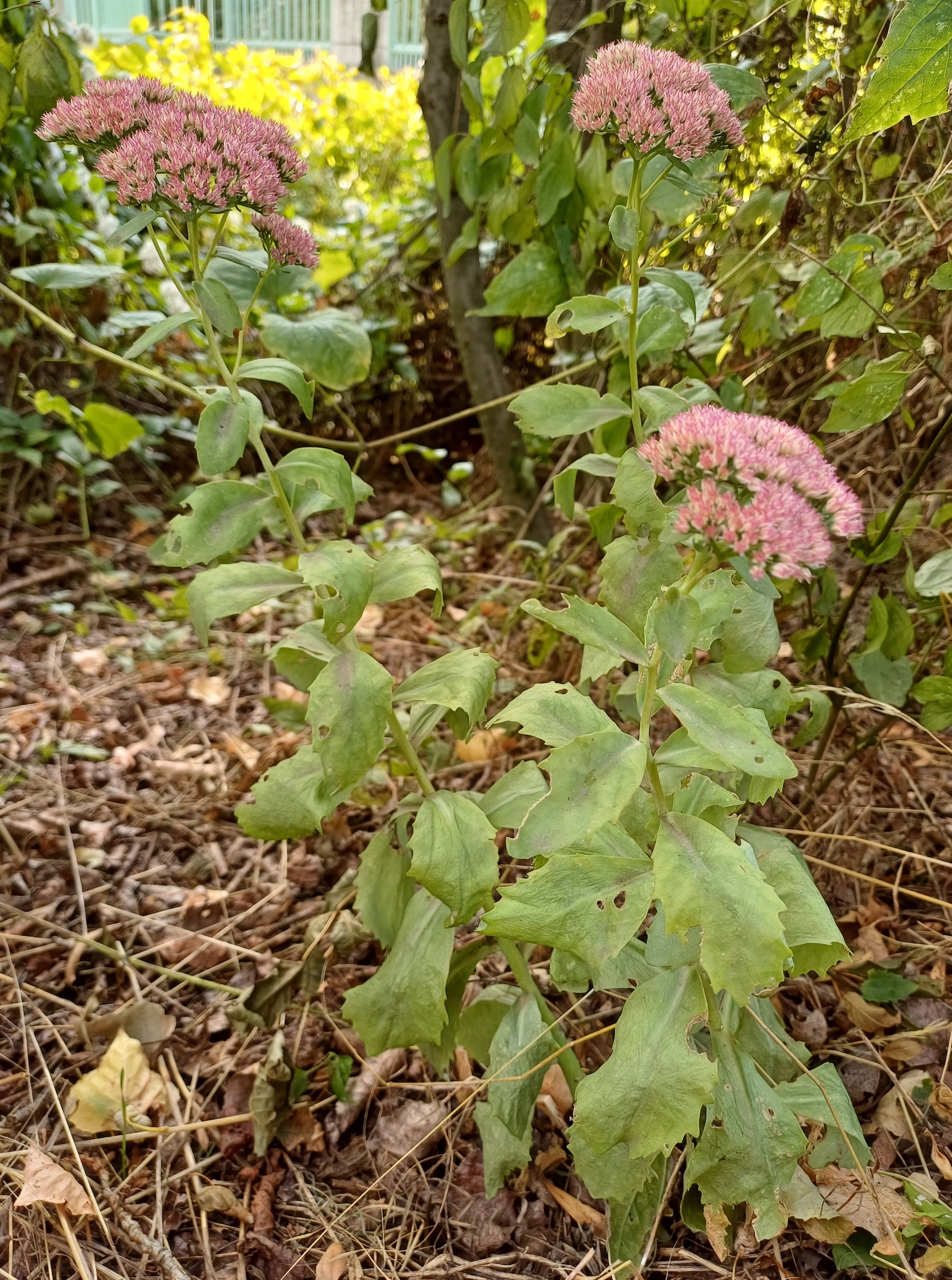 hylotelephium sp. möllersdorf traiskirchen 20231001_093315.jpg