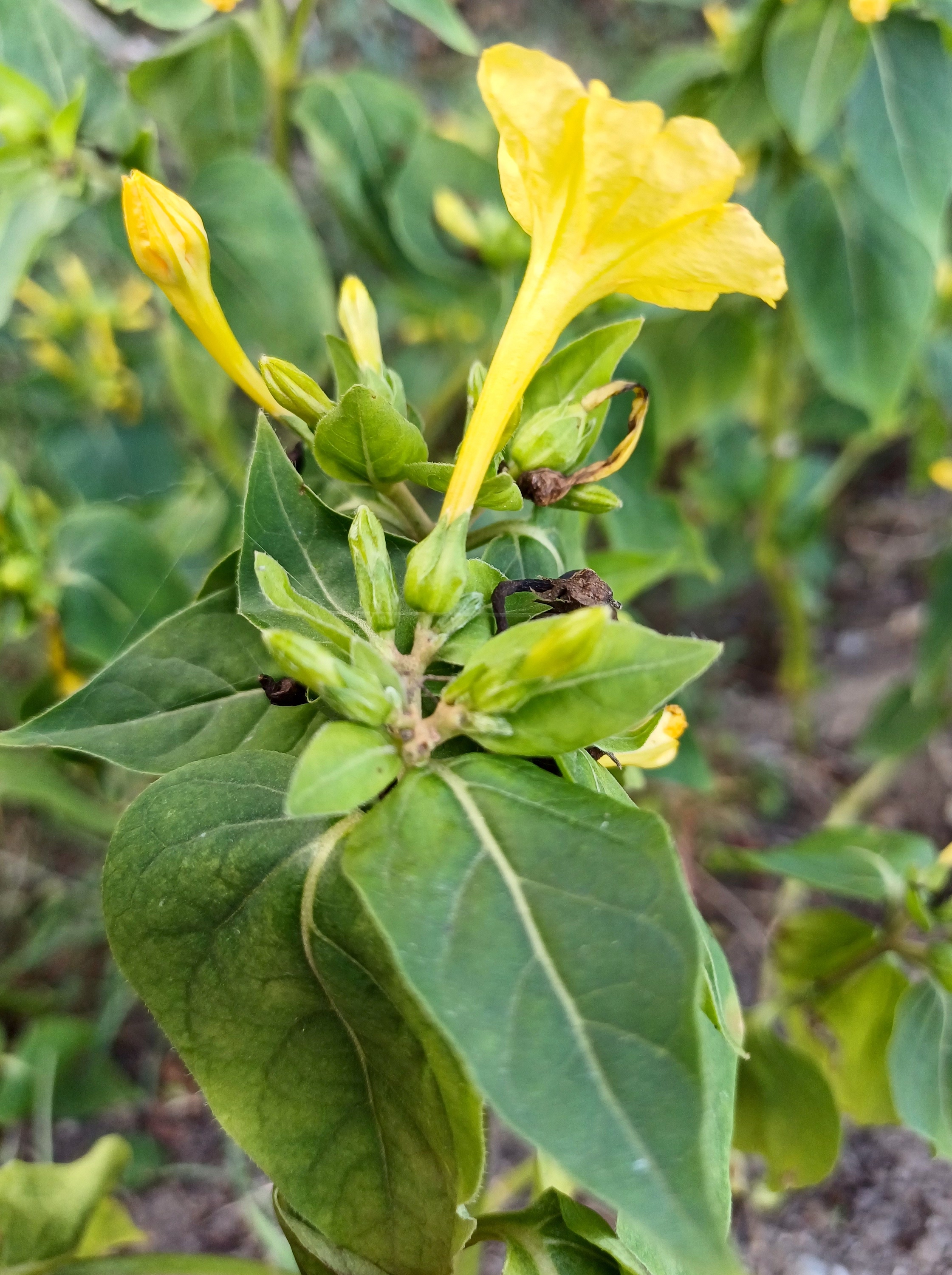 mirabilis jalapa möllersdorf traiskirchen 20231001_091115.jpg