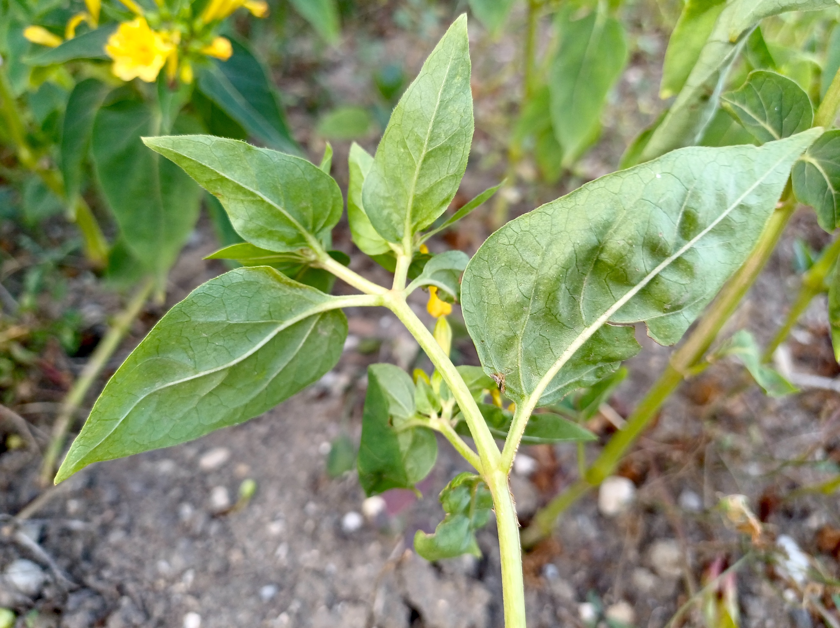 mirabilis jalapa möllersdorf traiskirchen 20231001_090743.jpg