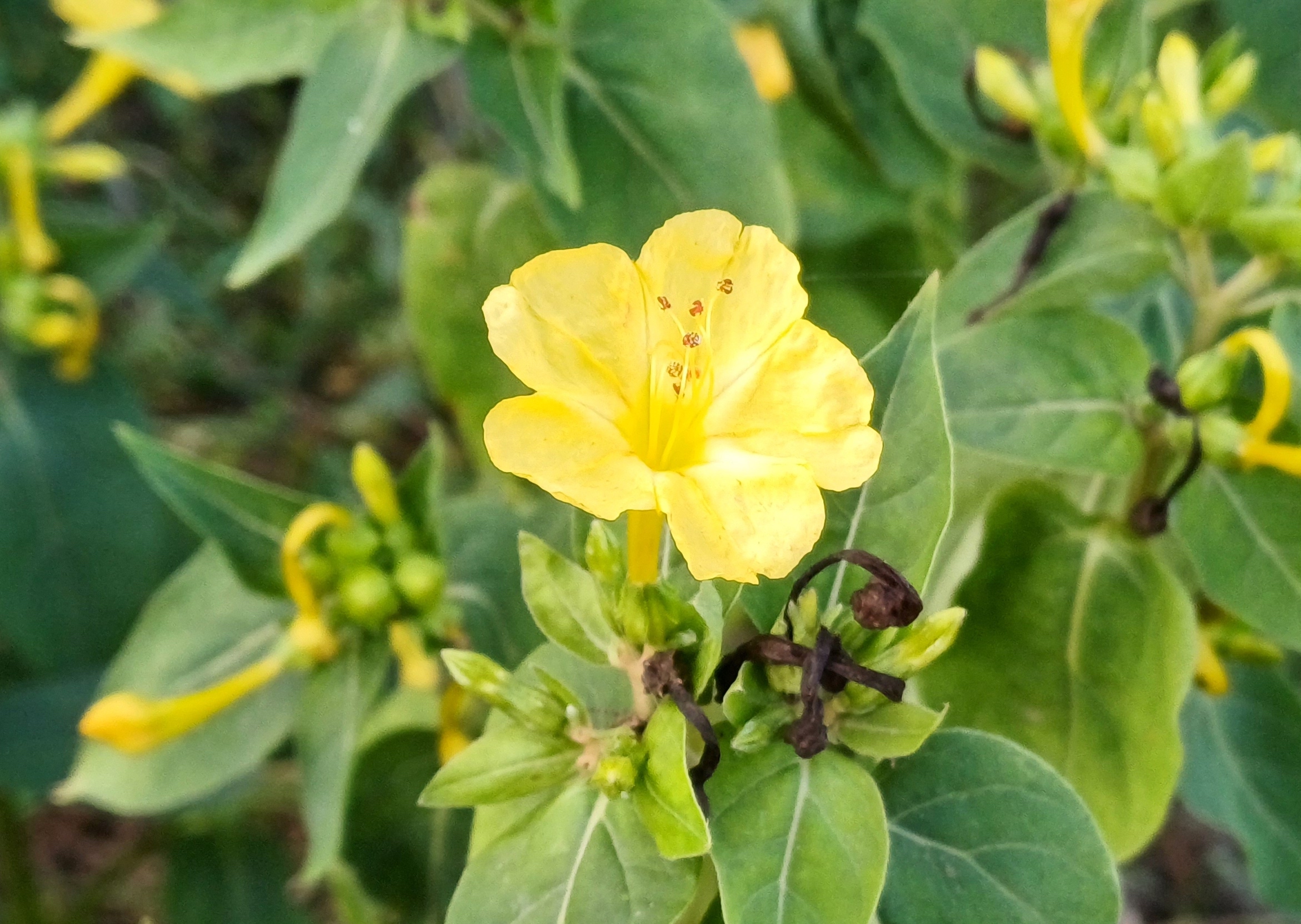 mirabilis jalapa möllersdorf traiskirchen 20231001_090648.jpg