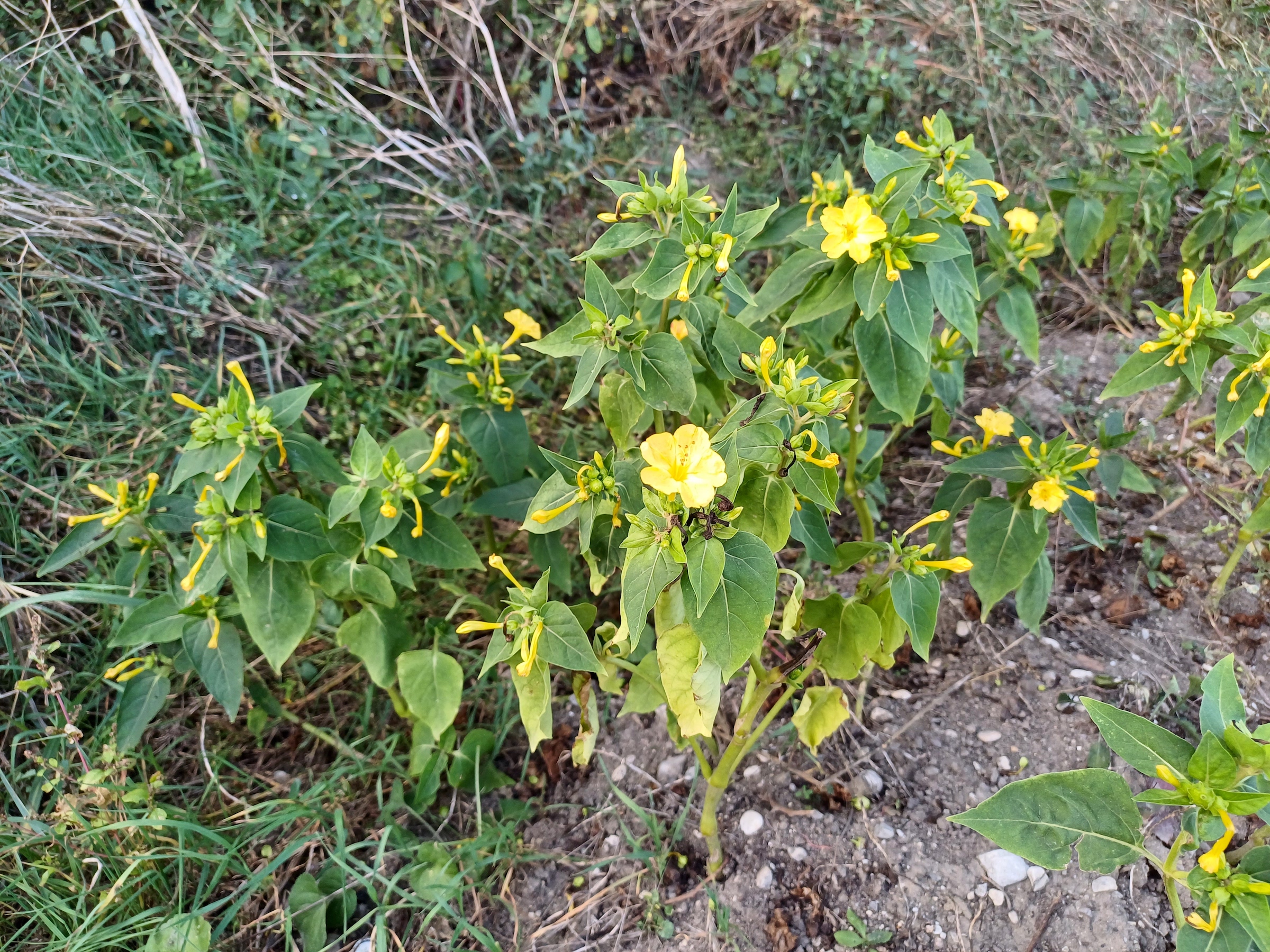 mirabilis jalapa möllersdorf traiskirchen 20231001_090638.jpg