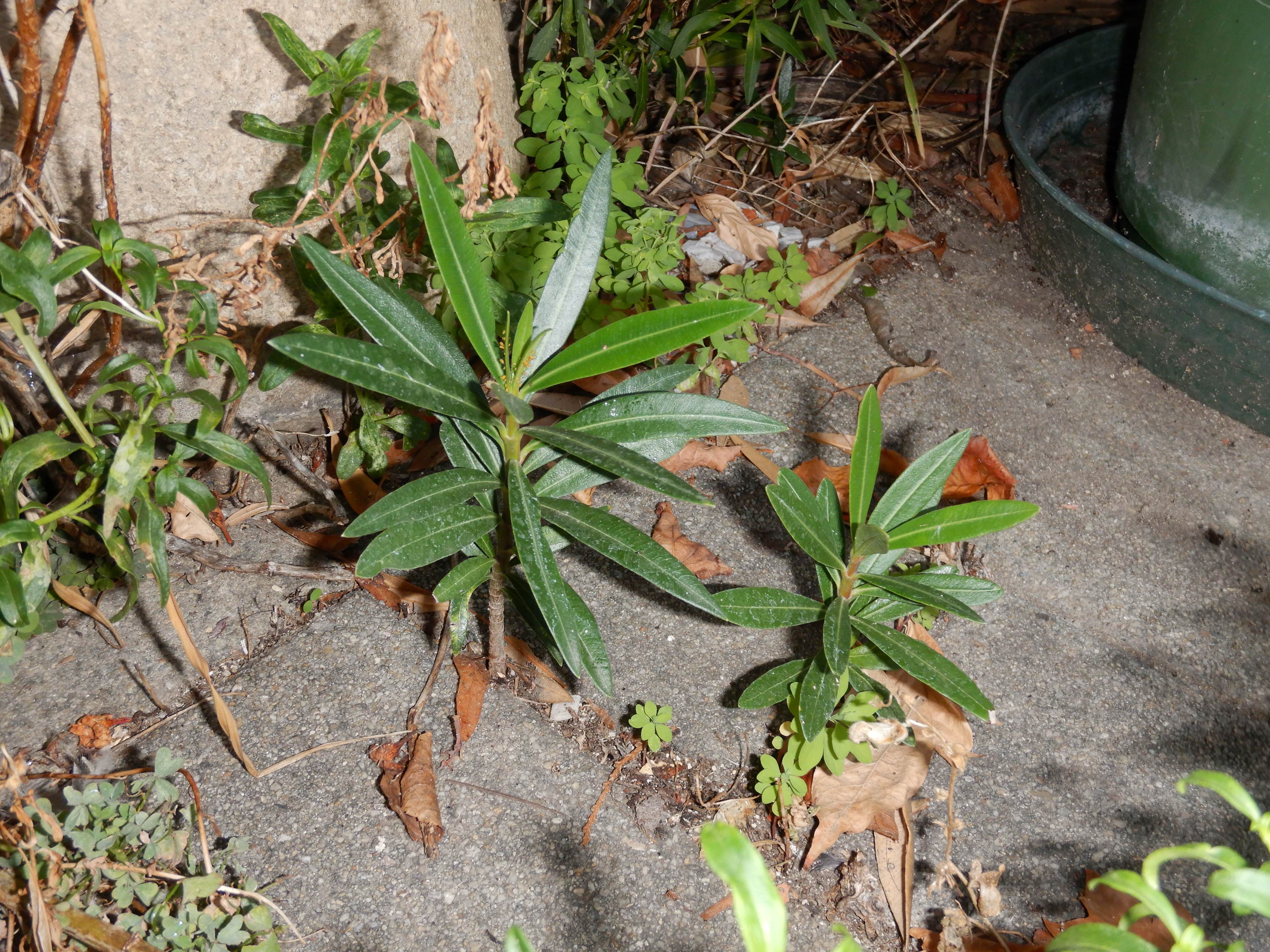 DSCN2548 2023-10-01, nerium oleander, neusiedl-zentrum.jpg