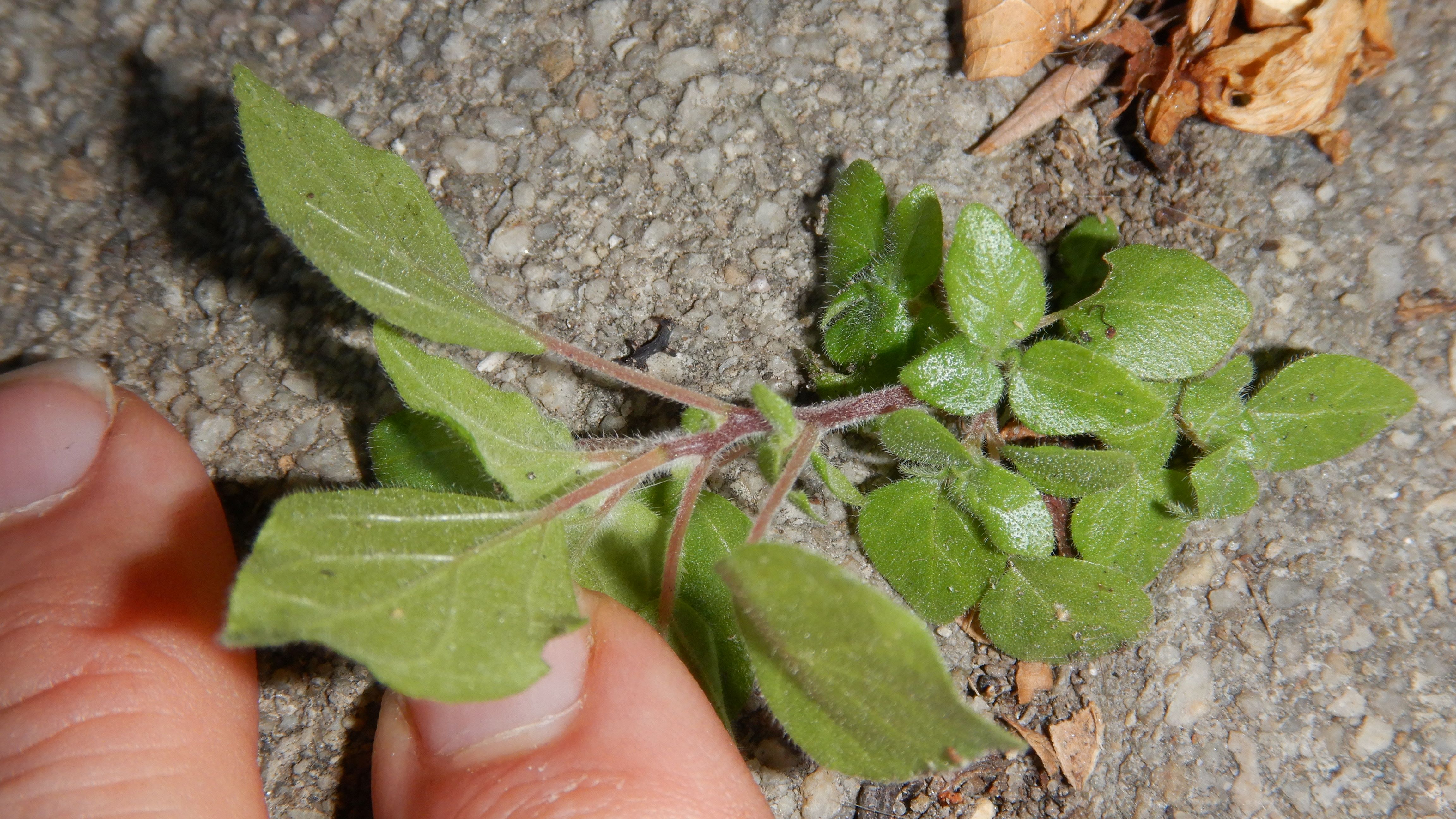 DSCN2538 2023-10-01, parietaria judaica, neusiedl-zentrum.jpg