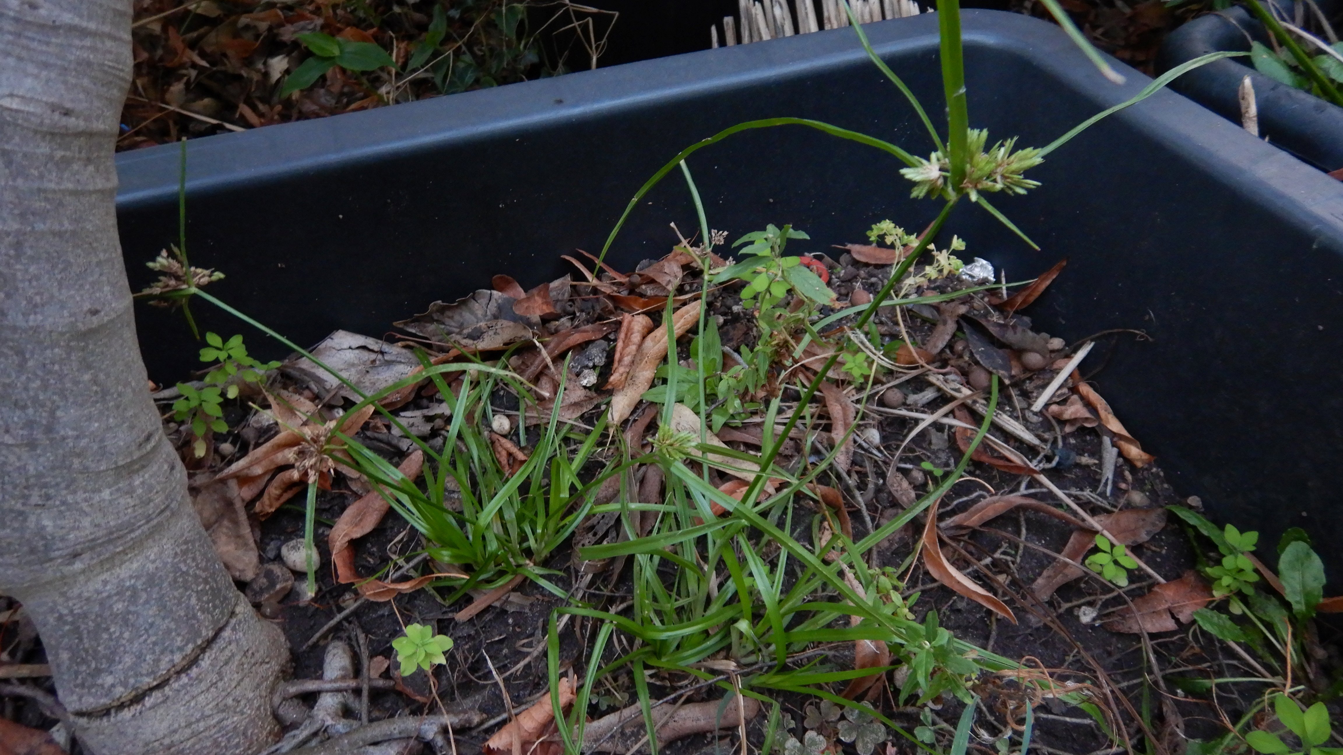 DSCN2539 2023-10-01, cyperus cf. eragrostis, neusiedl-zentrum.jpg