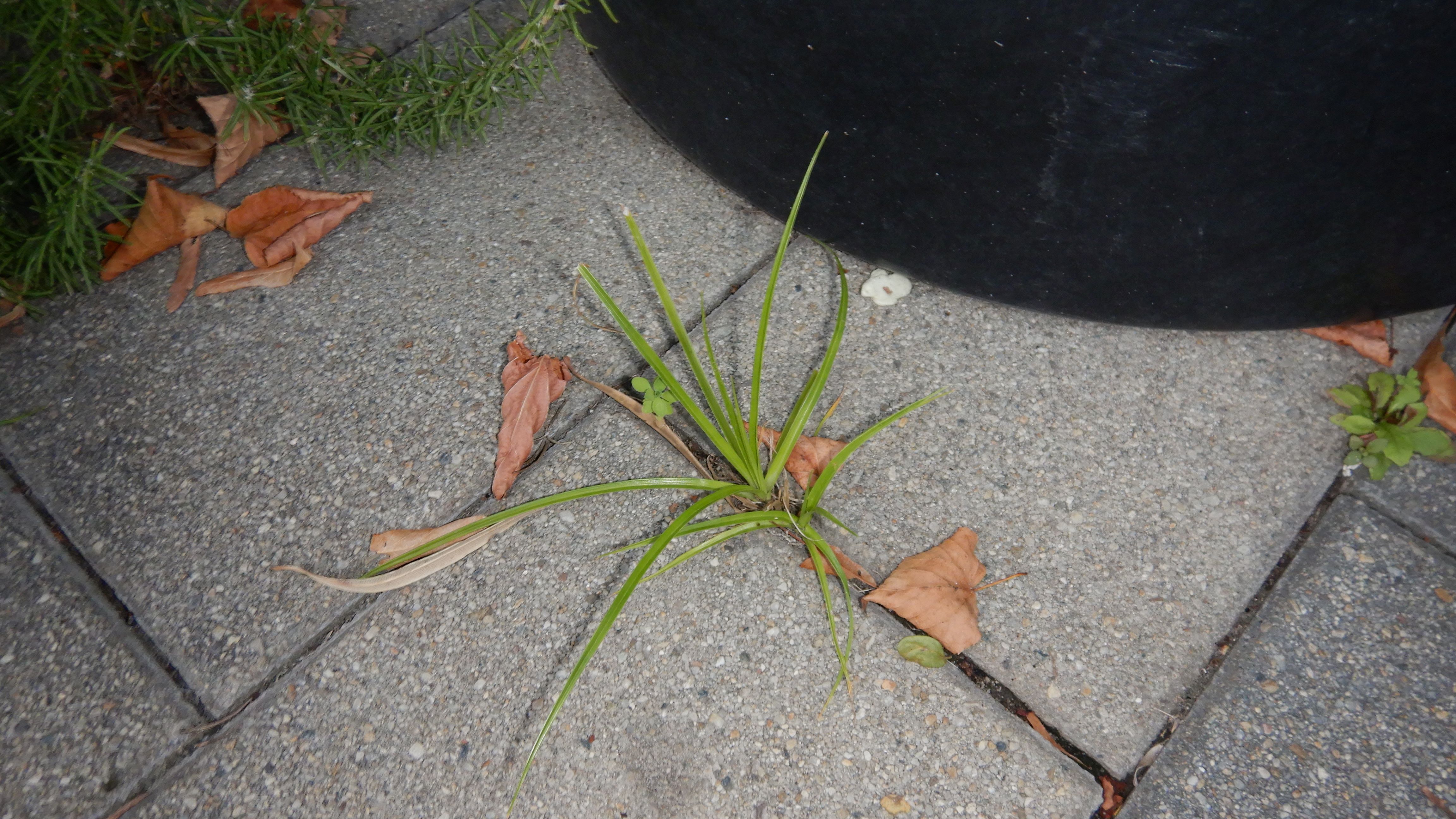 DSCN2541 2023-10-01, cyperus cf. eragrostis, neusiedl-zentrum.jpg