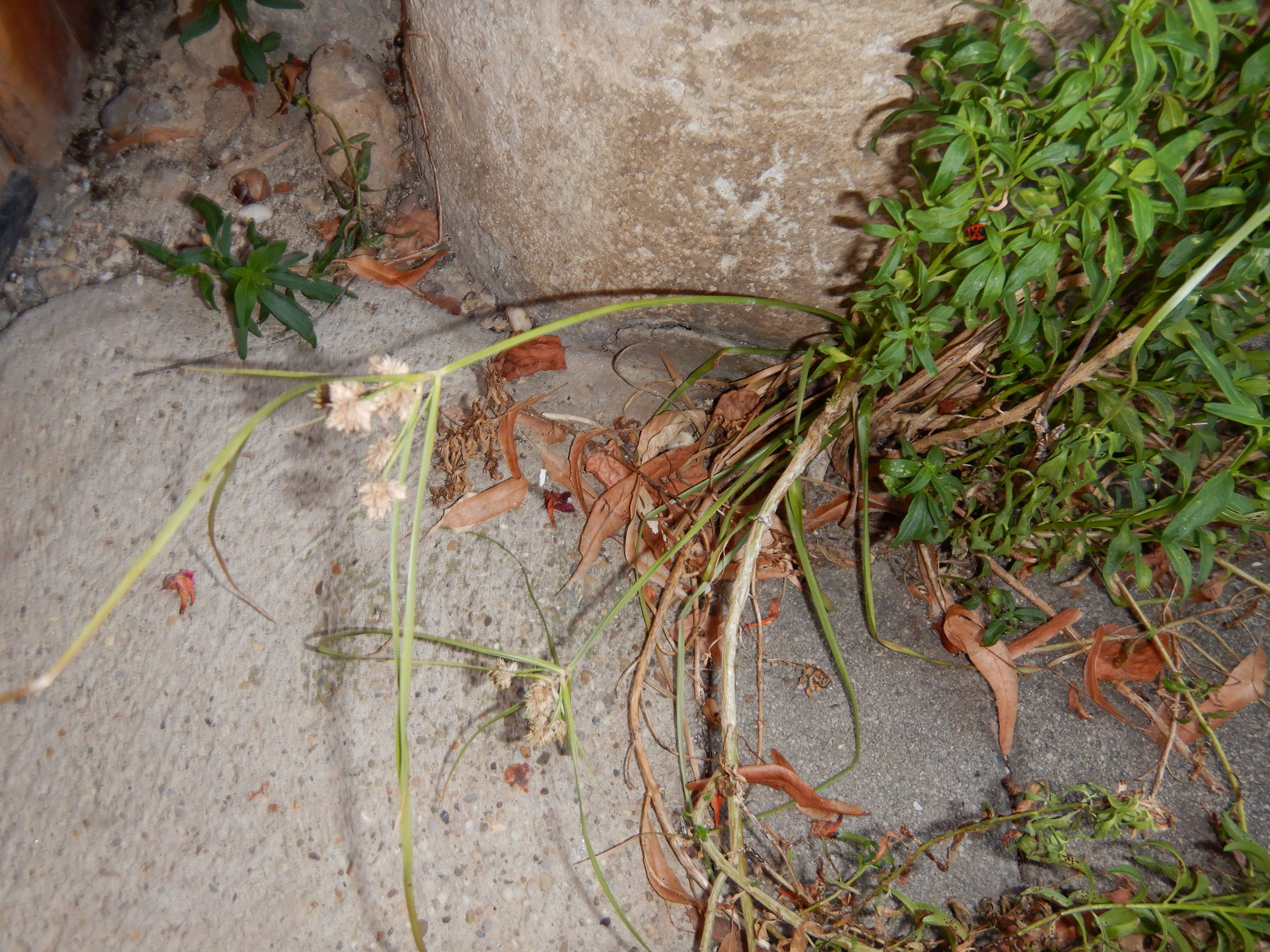 DSCN2549 2023-10-01, cyperus cf. eragrostis, neusiedl-zentrum.jpg