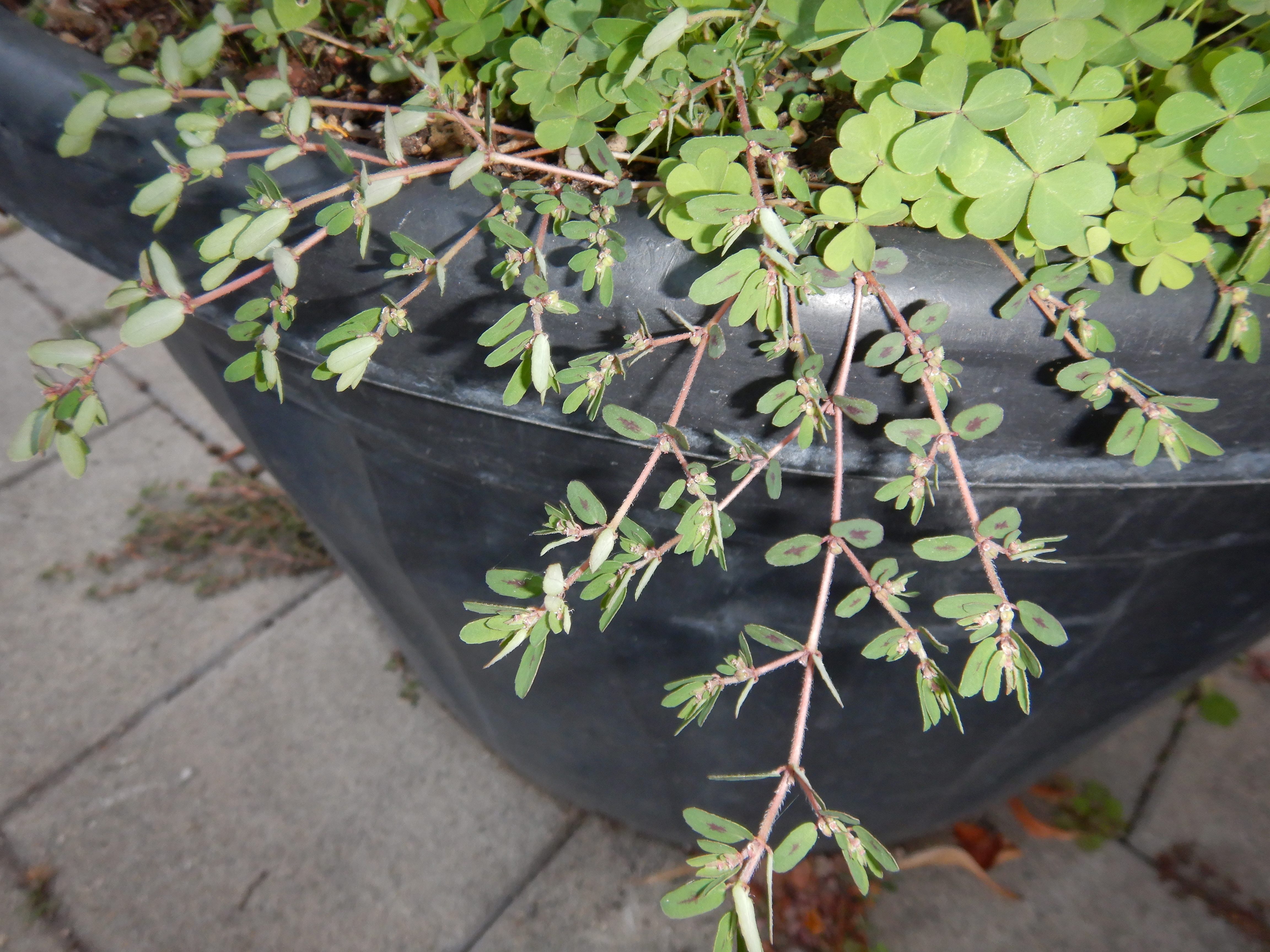 DSCN2544 2023-10-01, euphorbia maculata, neusiedl-zentrum.jpg