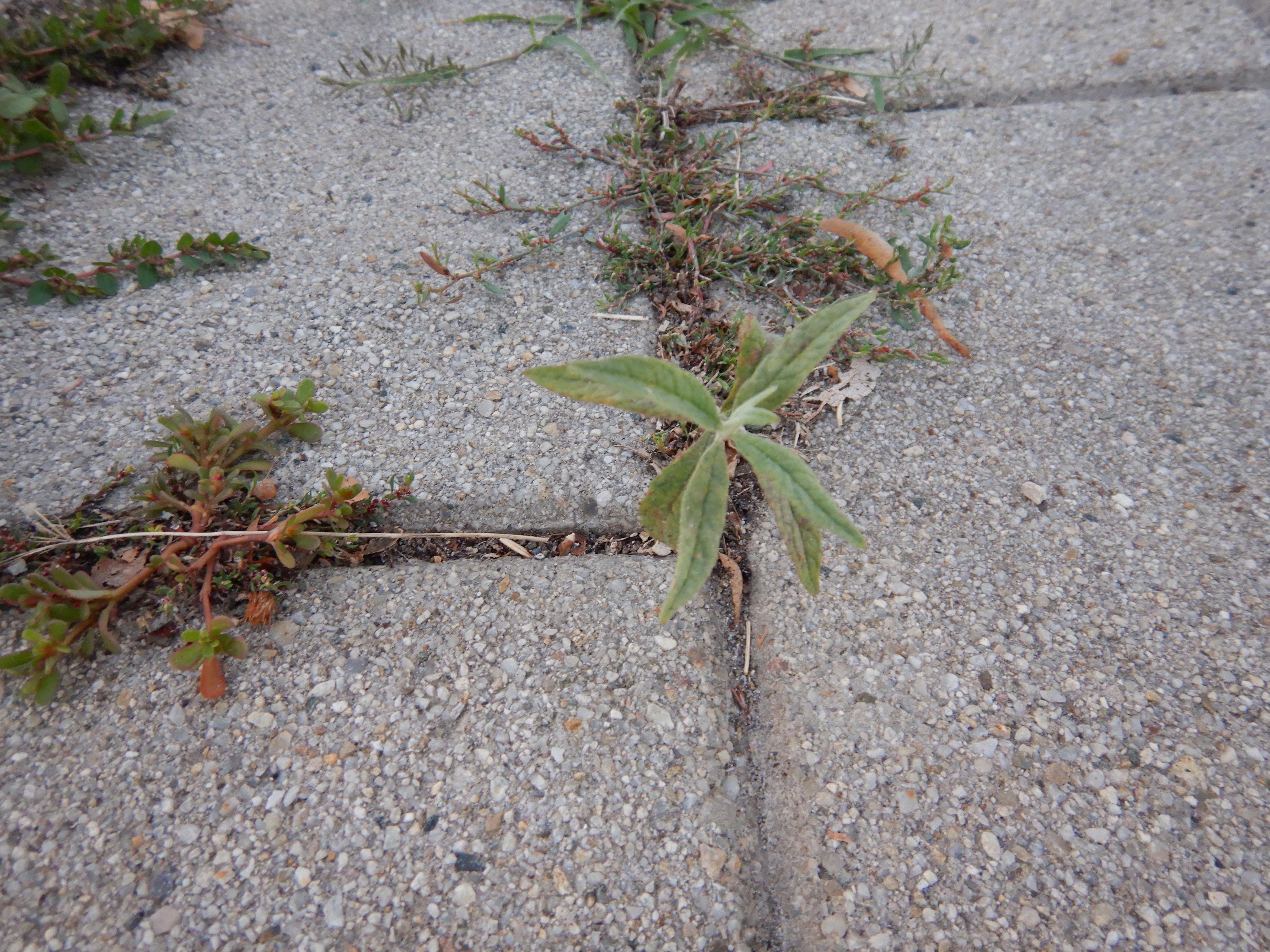 DSCN2556 2023-10-01, buddleja davidii, neusiedl-zentrum.jpg