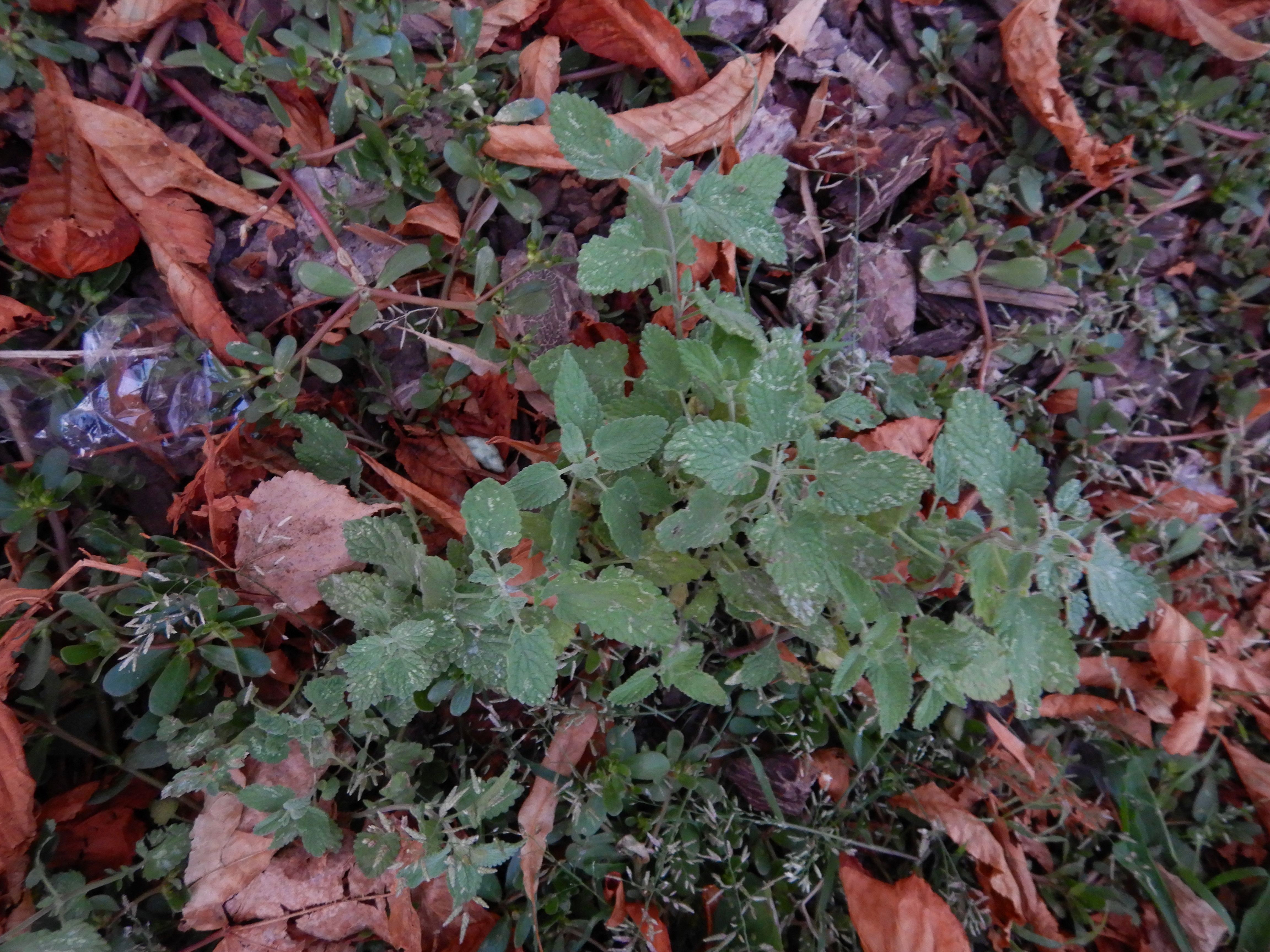 DSCN2558 2023-10-01, nepeta x fassenii, neusiedl-zentrum.jpg